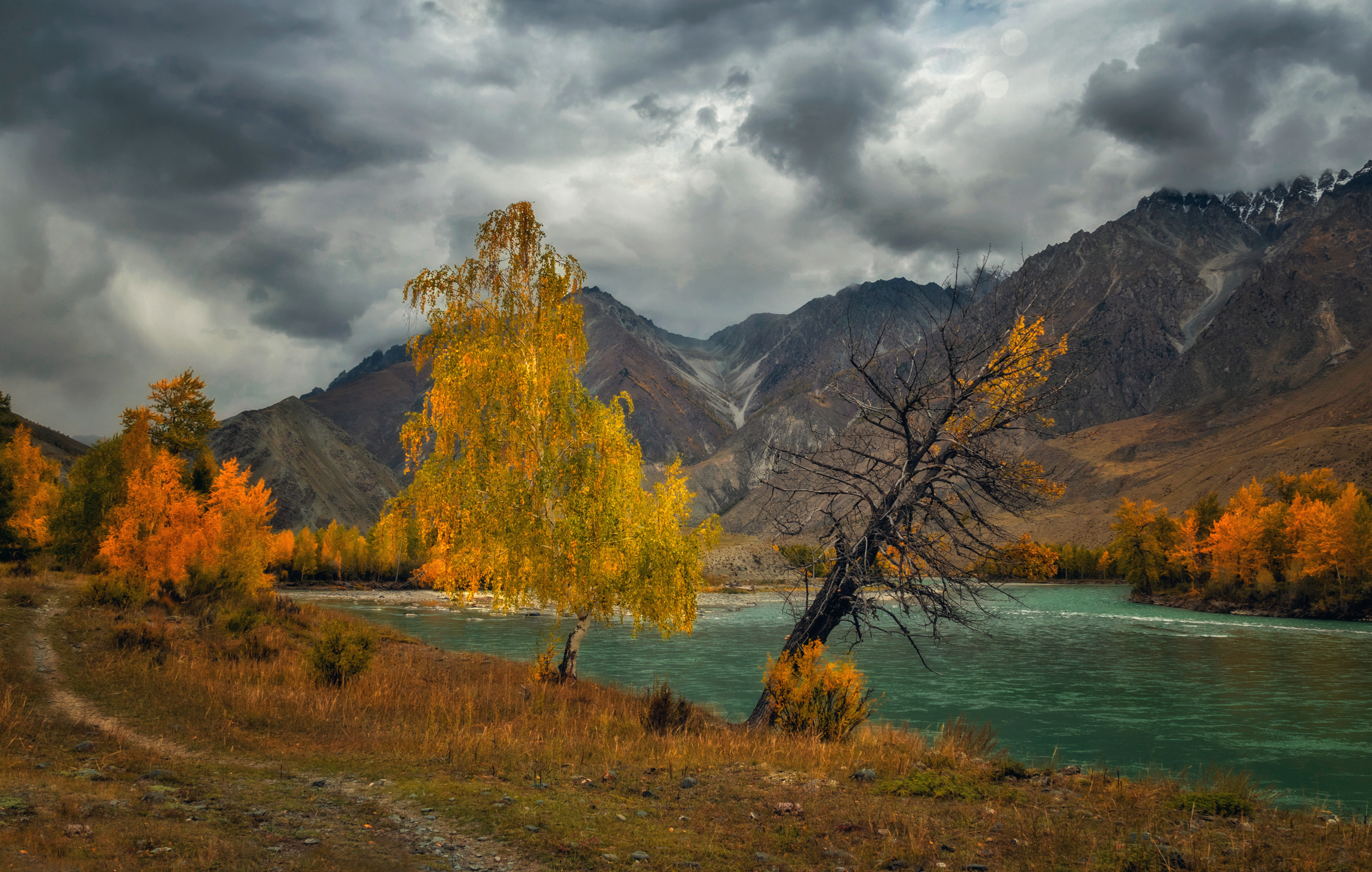 горный алтай,осень,аргут,молодая берёзка,старое дерево,перед бурей, Lora Pavlova