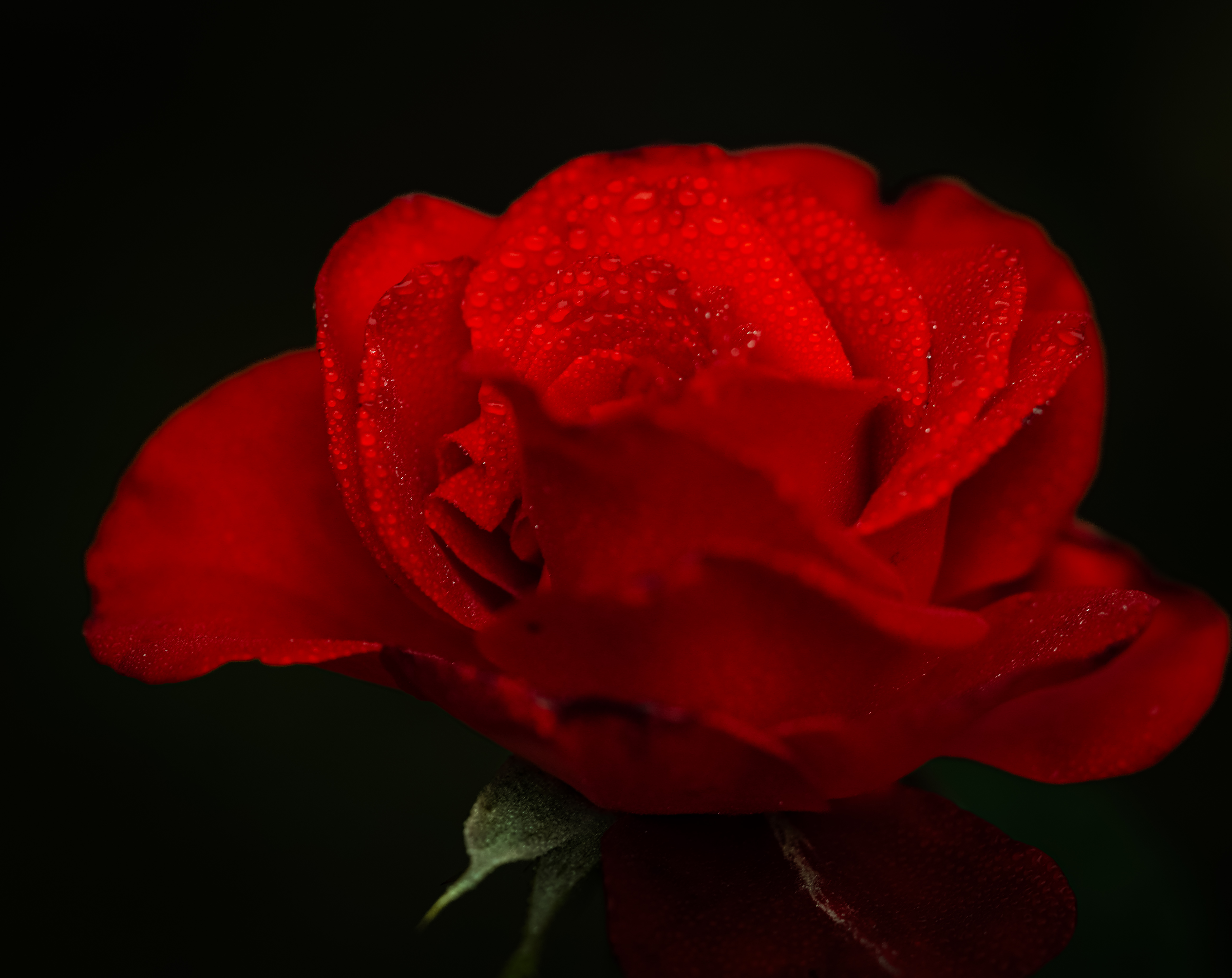 #rose, #flowers, #macro, #drops, kamran shirani