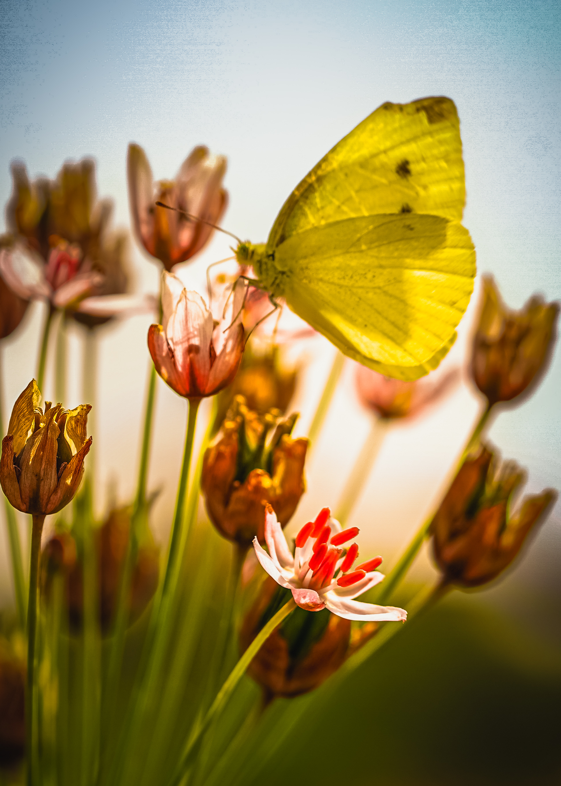 #insect #flowers #macro #butterfly, kamran shirani