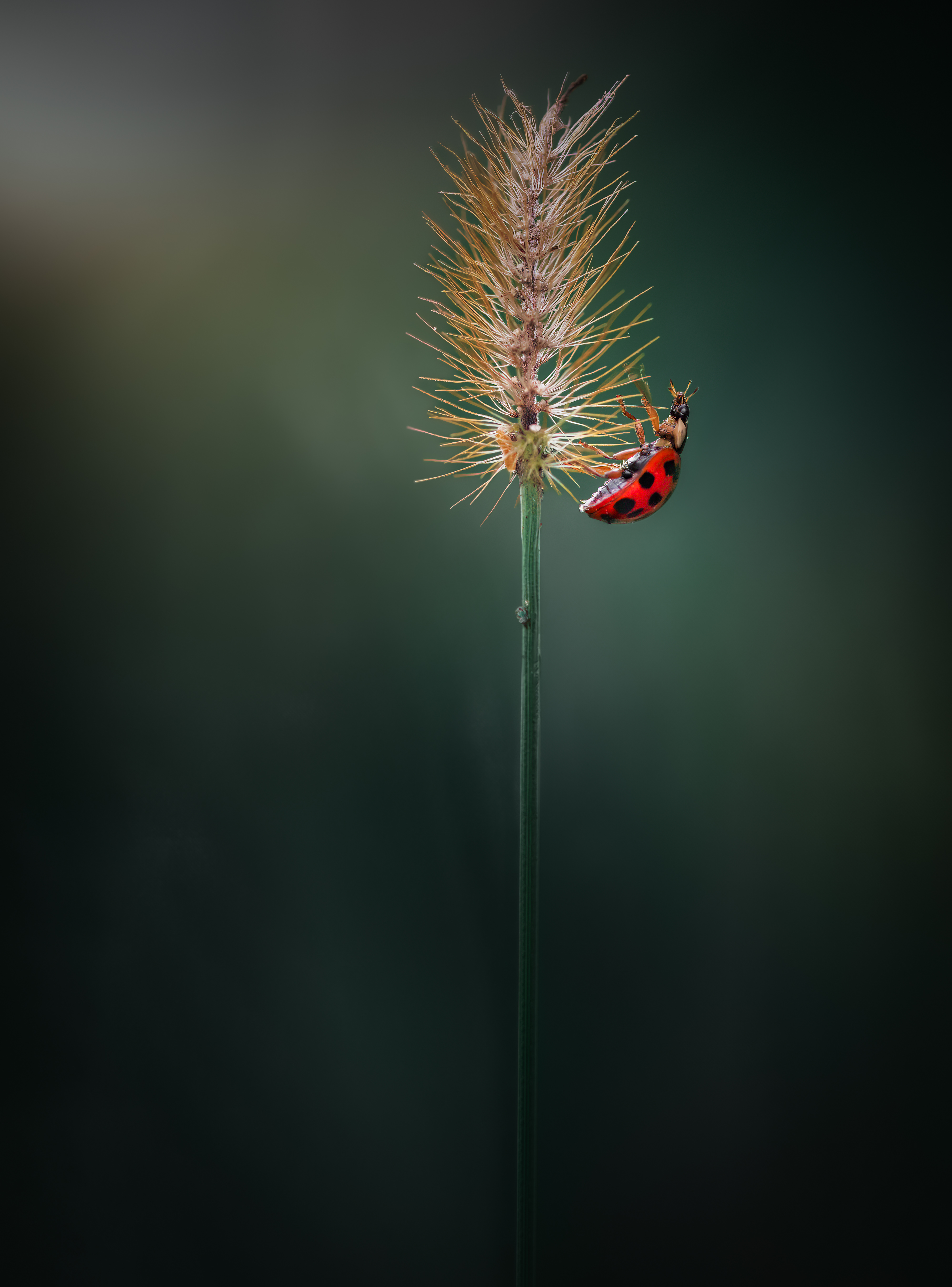 ladybug, beetle, insect, flower, macro, bugs, ladybird,, Atul Saluja