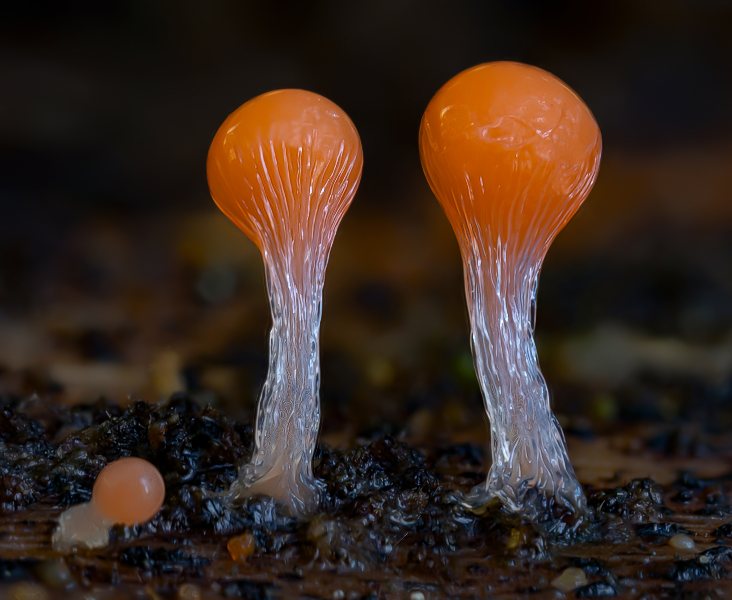 mycetozoa, trichiaceae, hemitrichia decipiens, Kavaliauskas Eugenijus