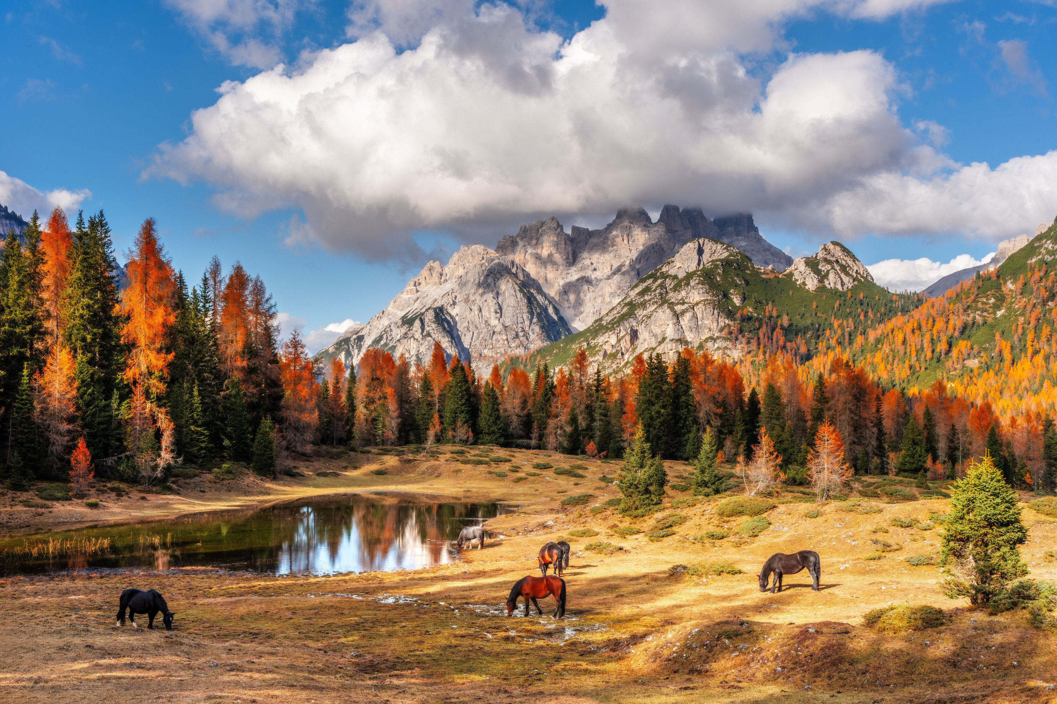 dolomiti, fall, autumn, horses, dolomites, italy, tyrol, Stanislav Judas