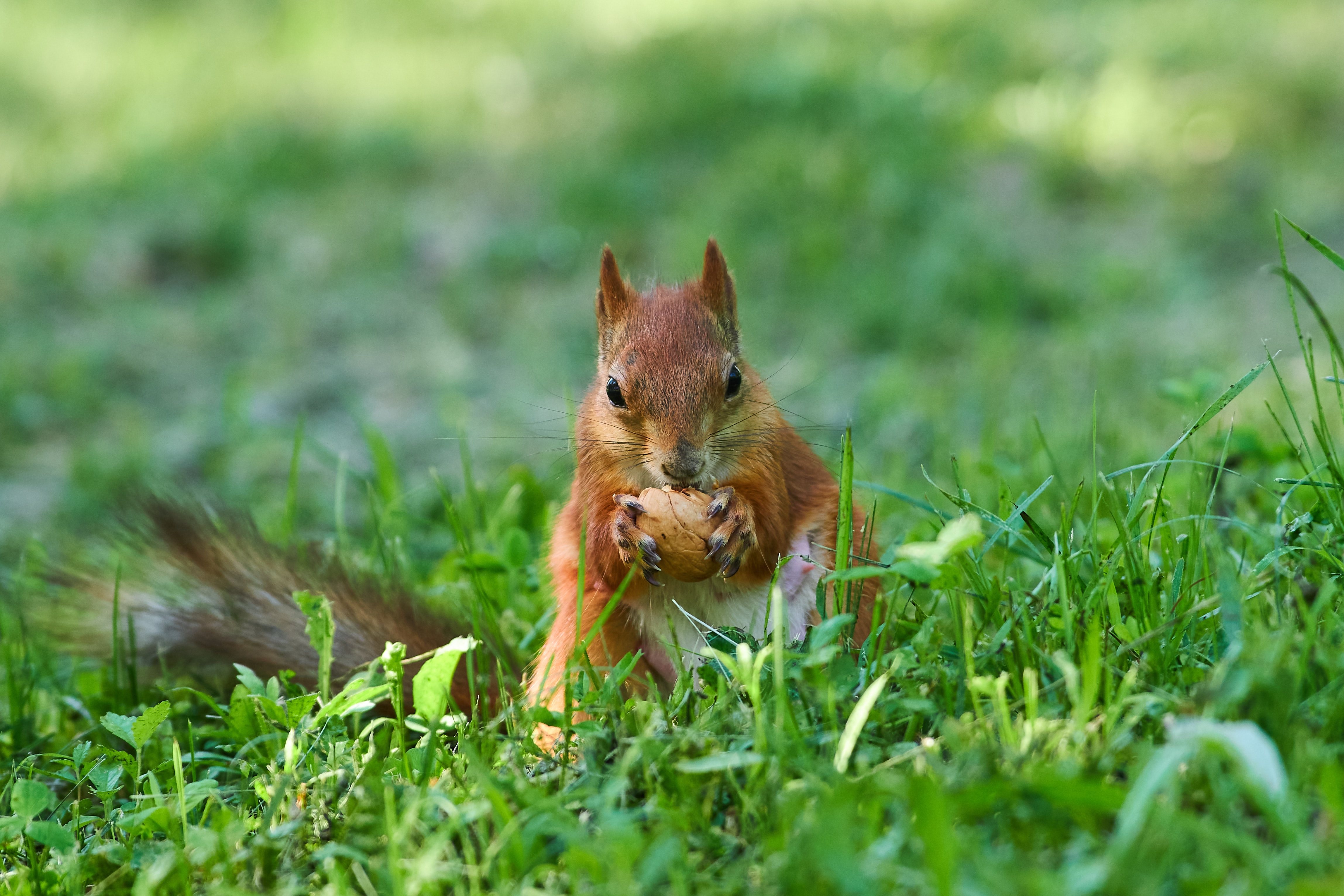 squirrel, volgograd, russia, , Павел Сторчилов