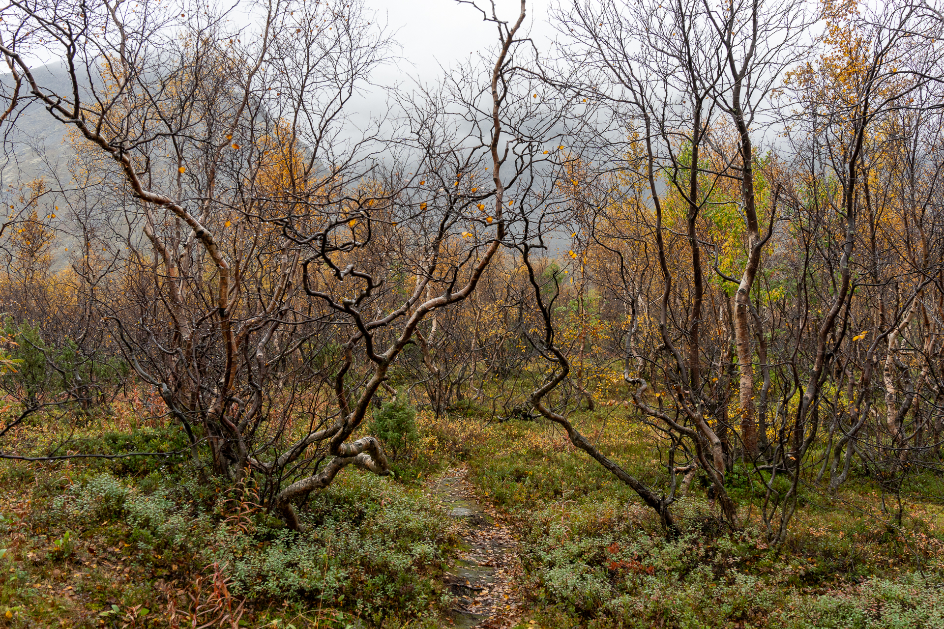 Landscape, Maria Pochikaeva