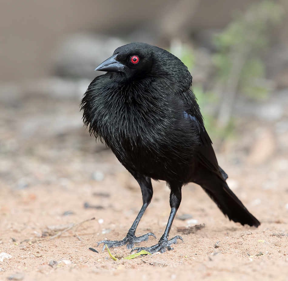 bronzed cowbird, красноглазый коровий трупиал,  трупиал, texas, Etkind Elizabeth