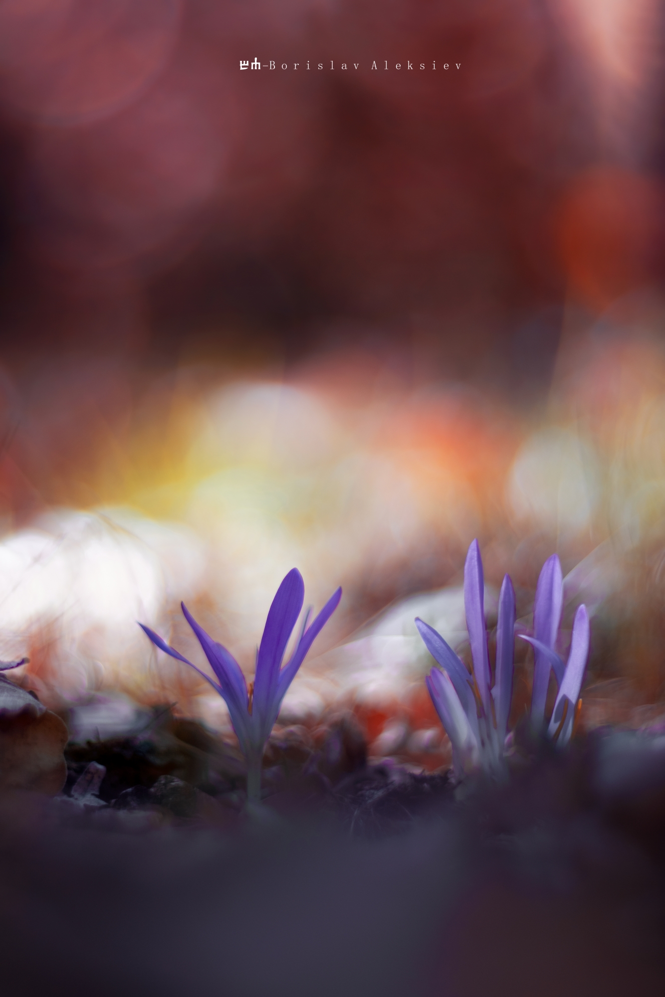 flowers,purple,blue,orange,purple,light,bokeh,nature,, Алексиев Борислав