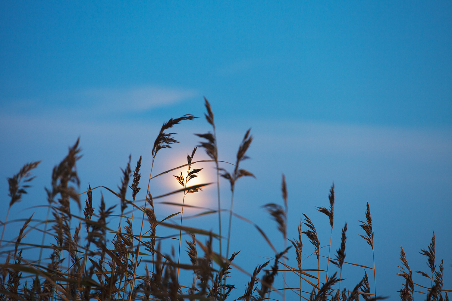 russia, night, reeds, moon, Медведникова Мария