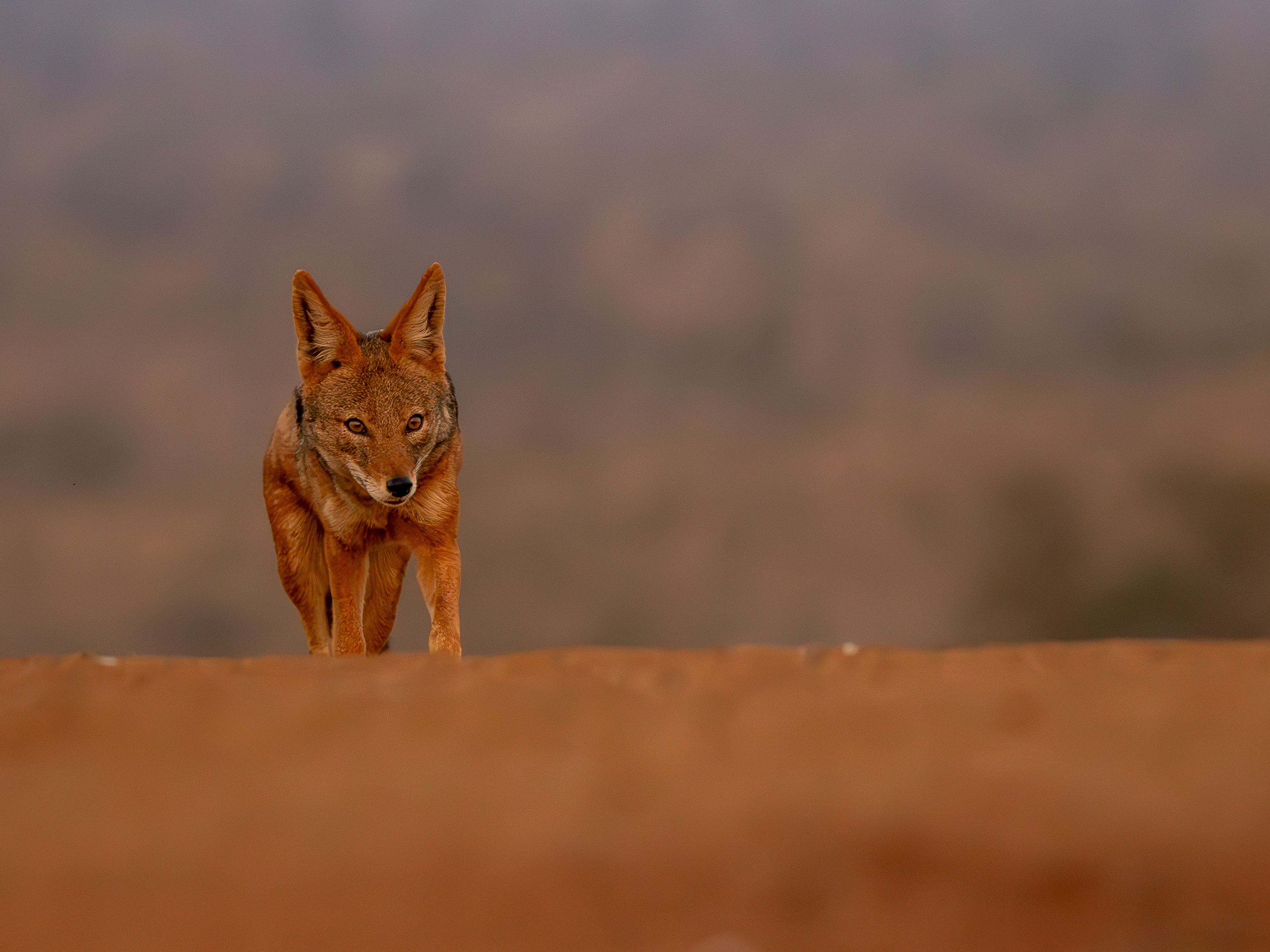 #animals #wildlife #jackals, Silvia Ribeiro