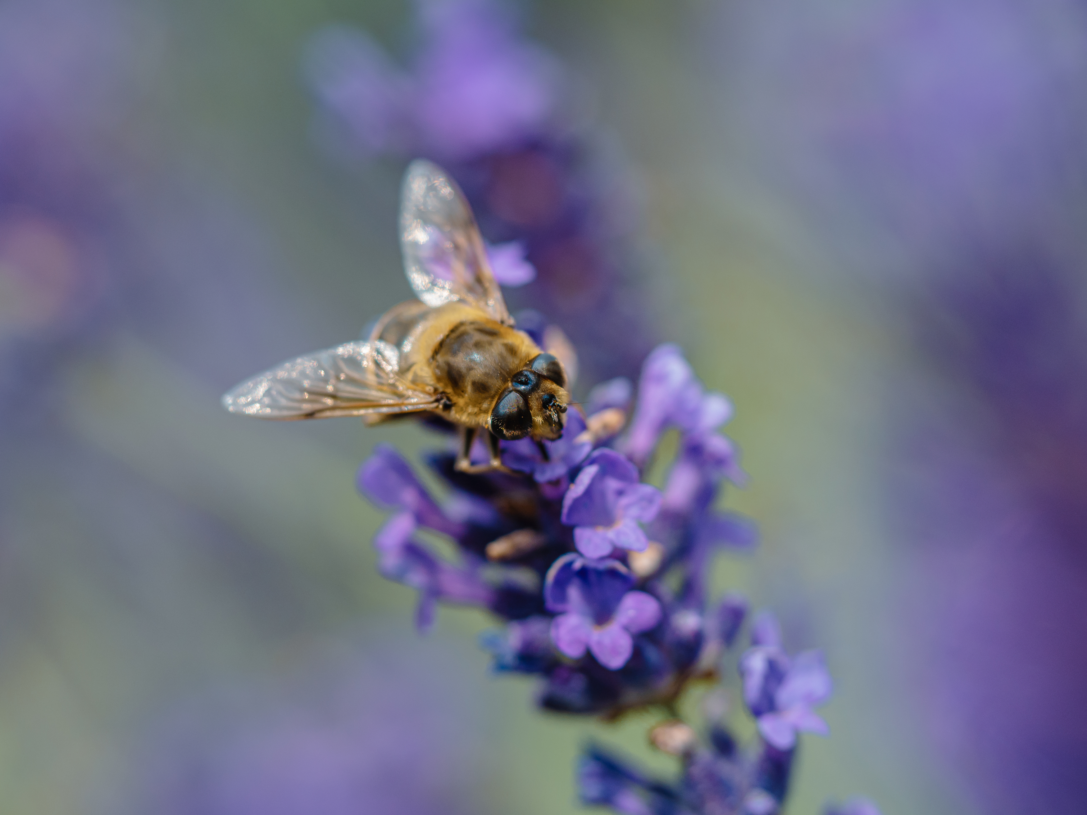 макро, лаванда, журчалка, фиолетовый, macro, fly, violet, Ирина Протченко