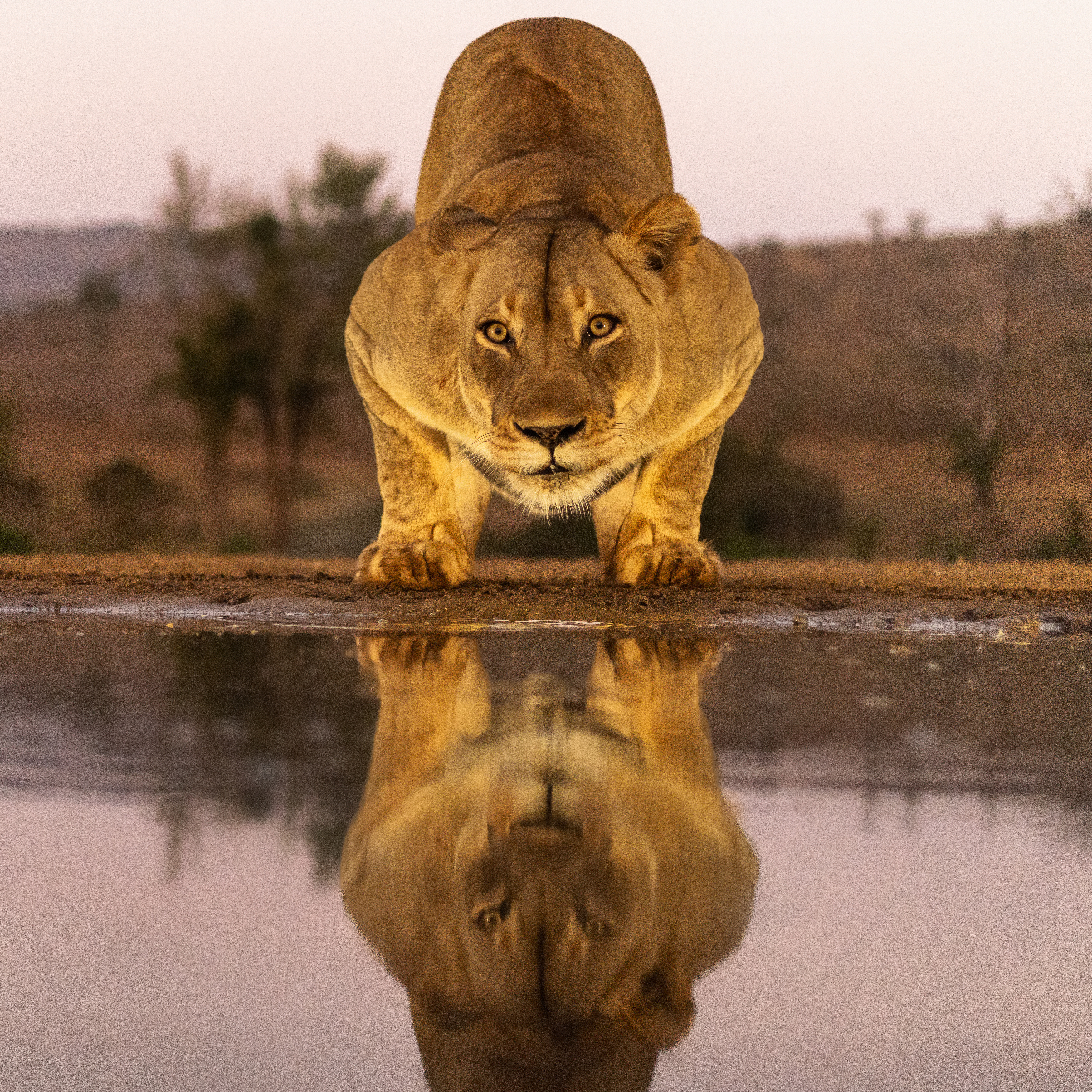 #wildlife #lioness #bigcats #southafrica , Silvia Ribeiro