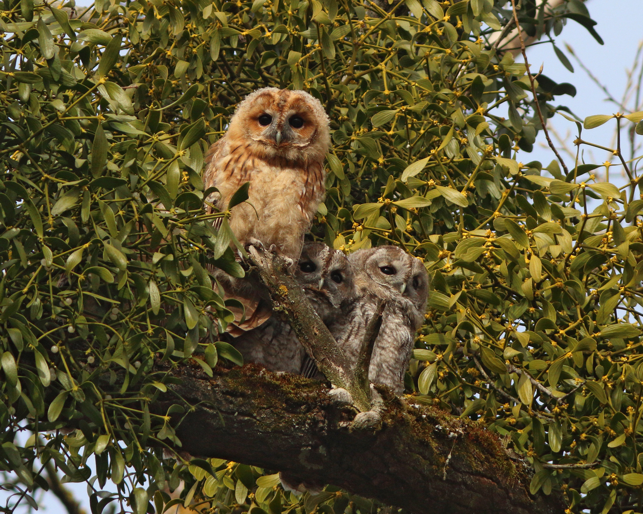 серая неясыть, strix aluco, tawny owl, парк имени макса ашманна, Бондаренко Георгий