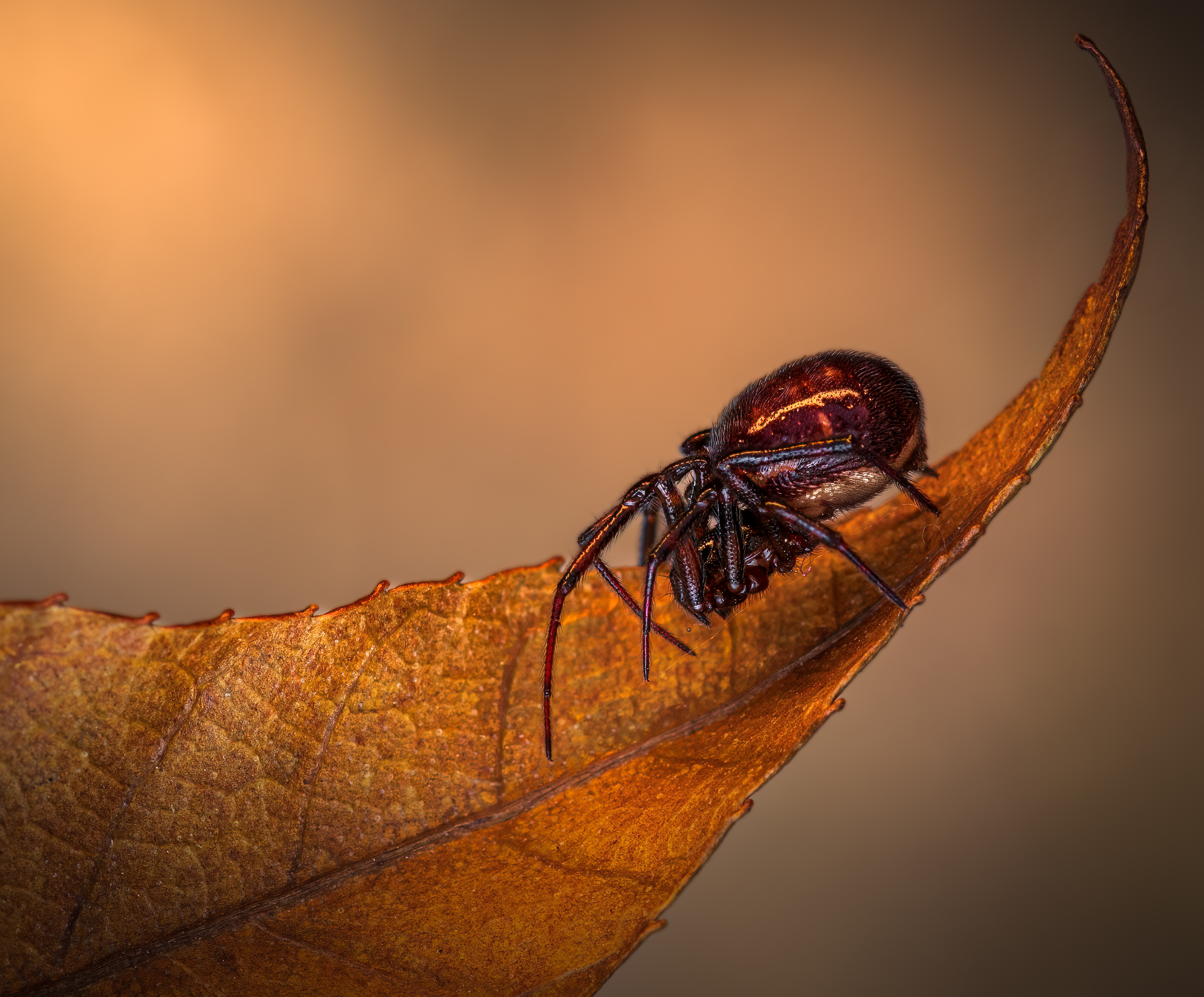 spider, animal, wild, insect, arachnid, leaf, macro,, Atul Saluja