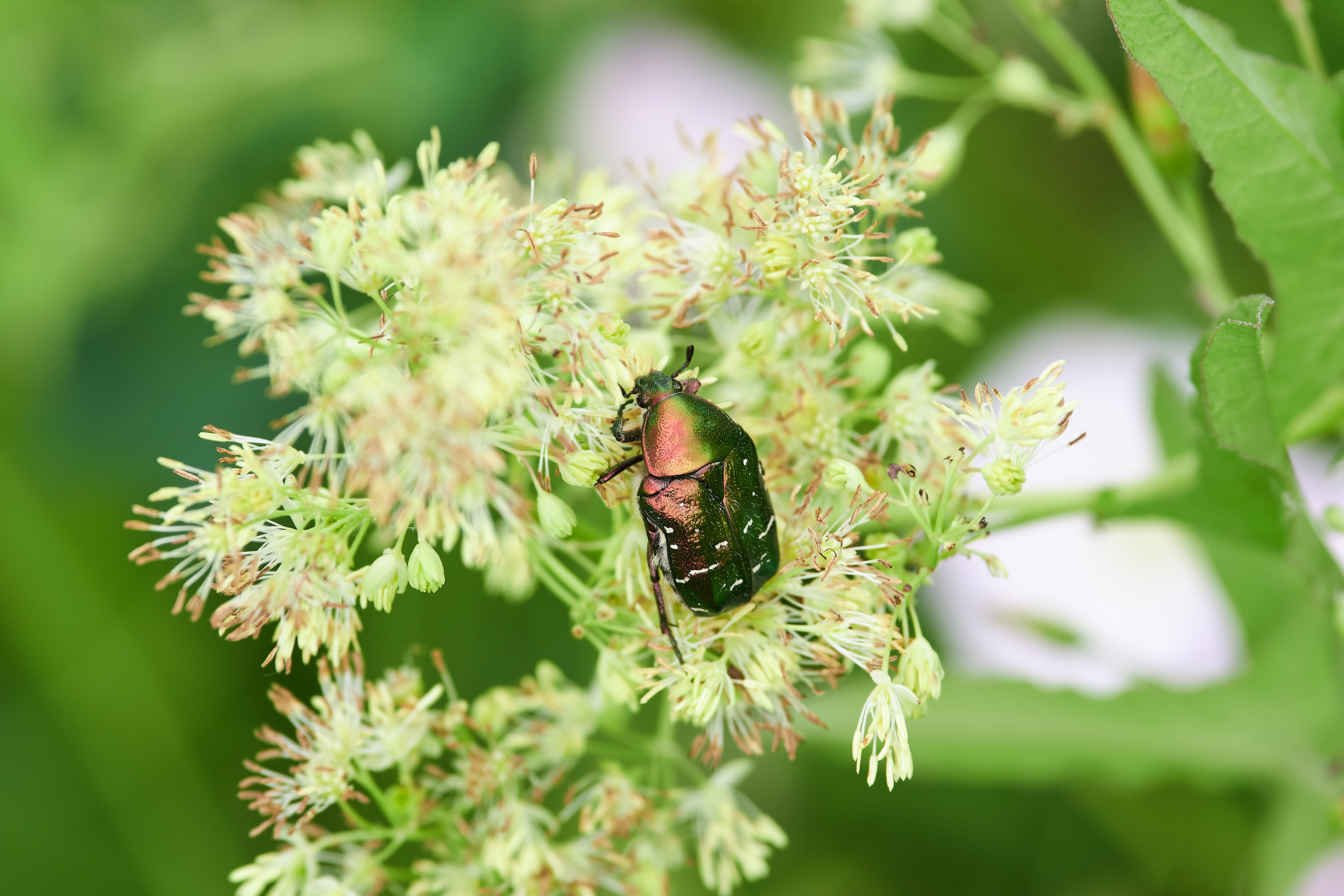 macro, volgograd, russia, wildlife, , Павел Сторчилов