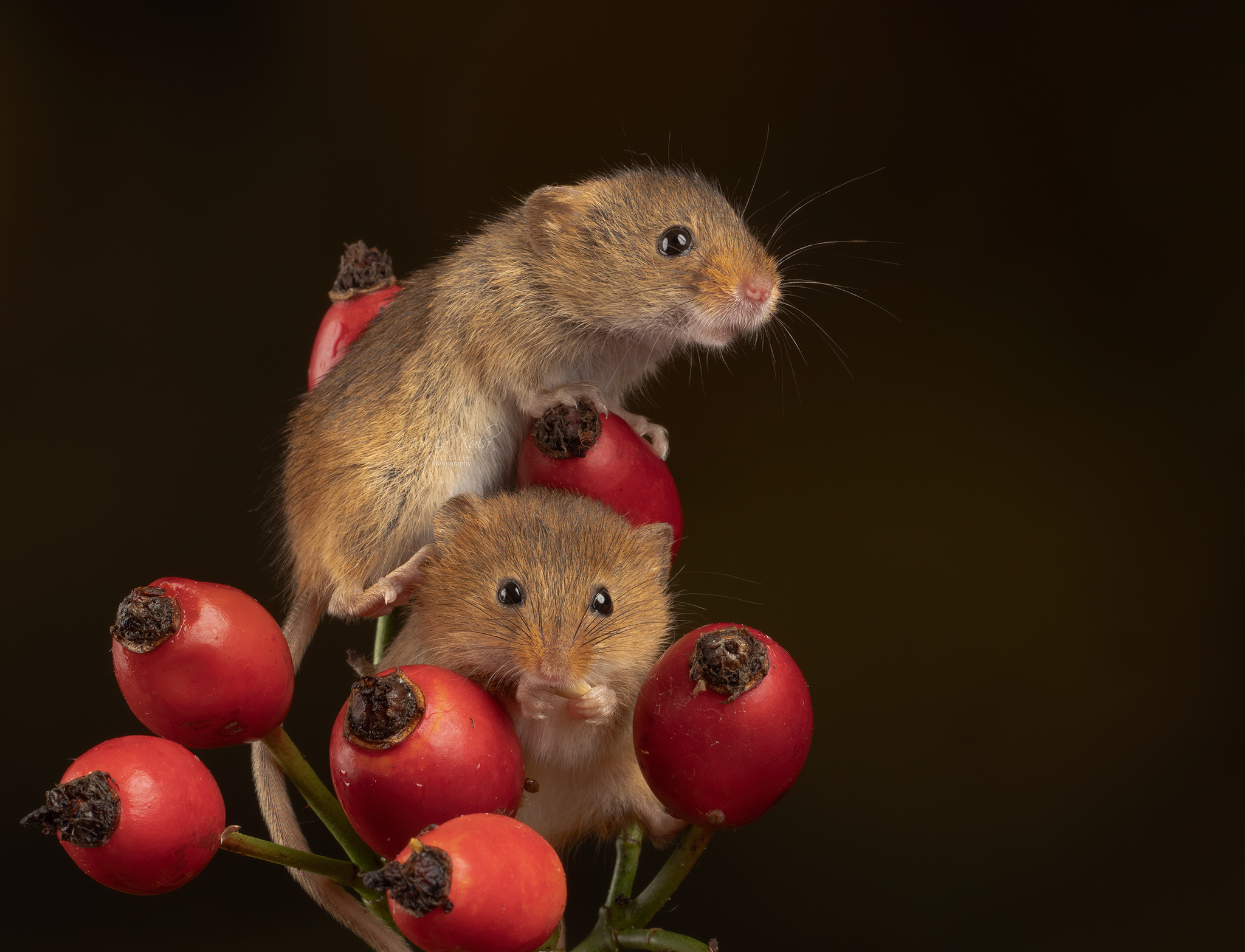 harvest mouse, mouse, rodent, animals, nature, wildlife, canon, MARIA KULA