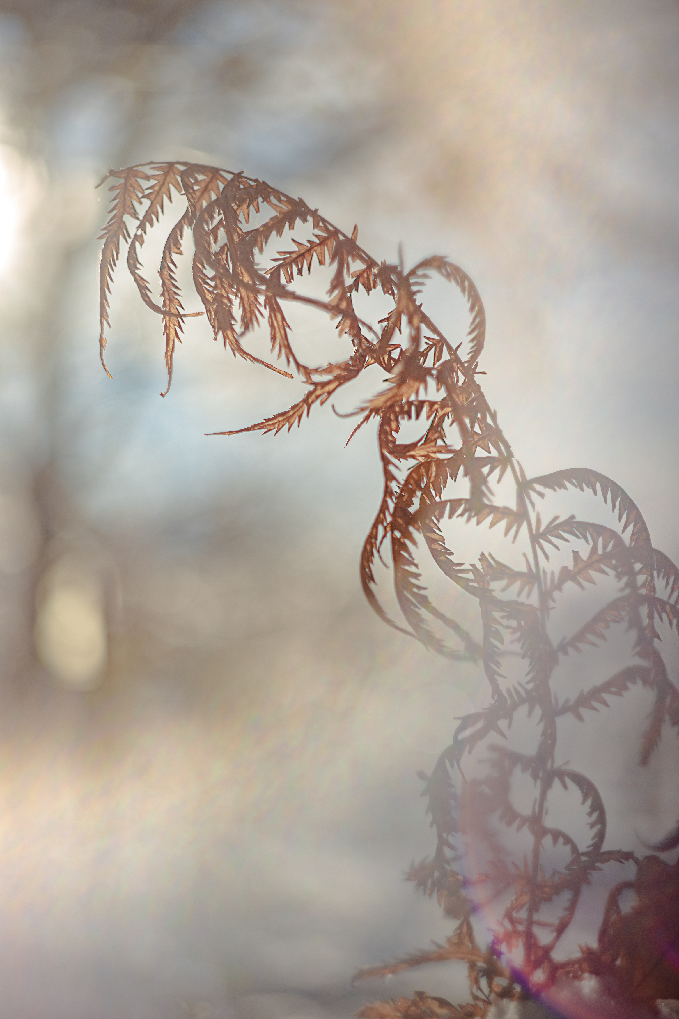 макро, природа, helios, manual lens, снег, snow, Обидина Мария