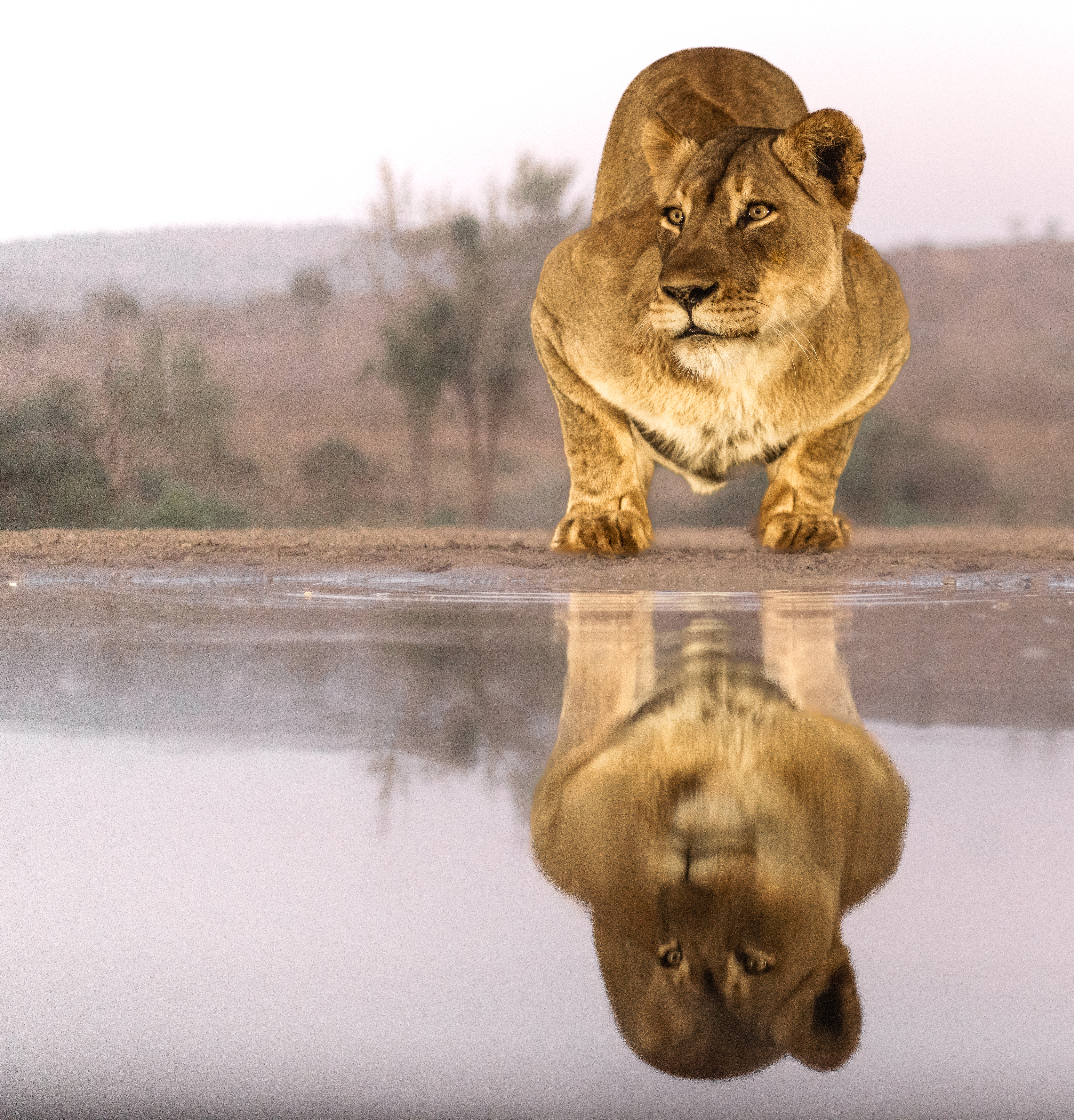 #wildlife #lioness #bigcats, Silvia Ribeiro