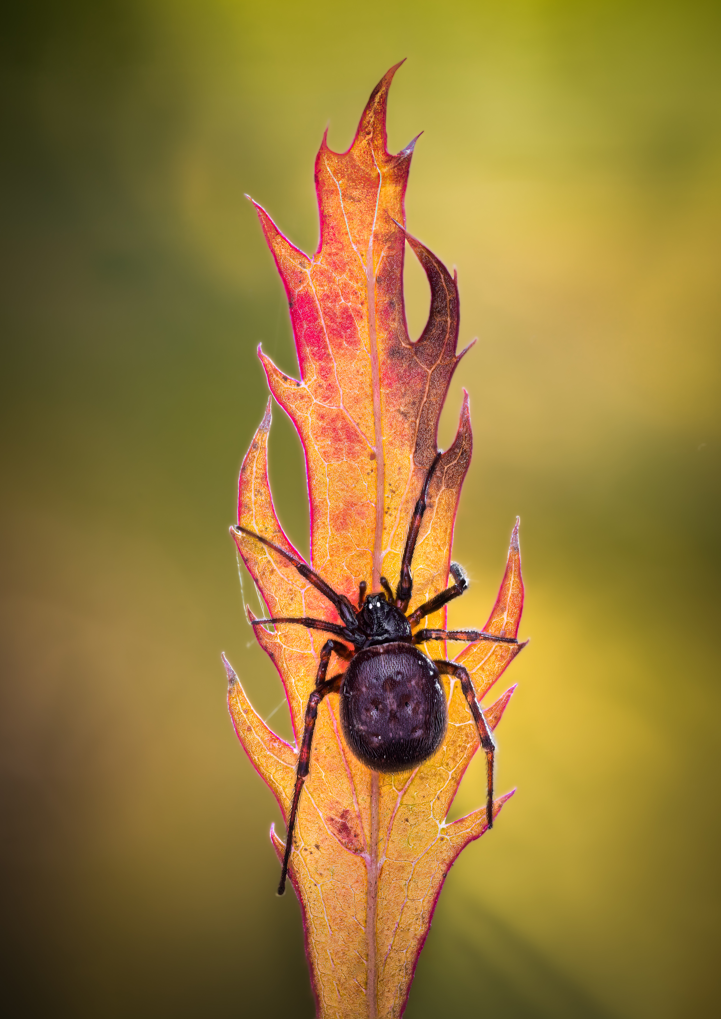 spider, animal, wild, insect, arachnid, leaf, macro, maple, autumn, seasons, fall, Atul Saluja