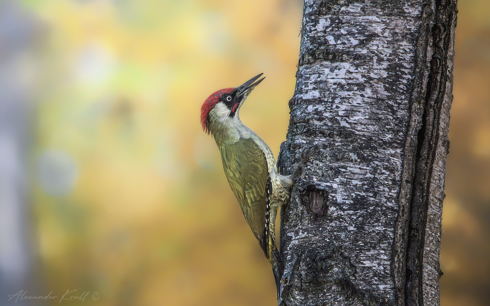 дятел, зеленый дятел, picus viridis, Круль Александр