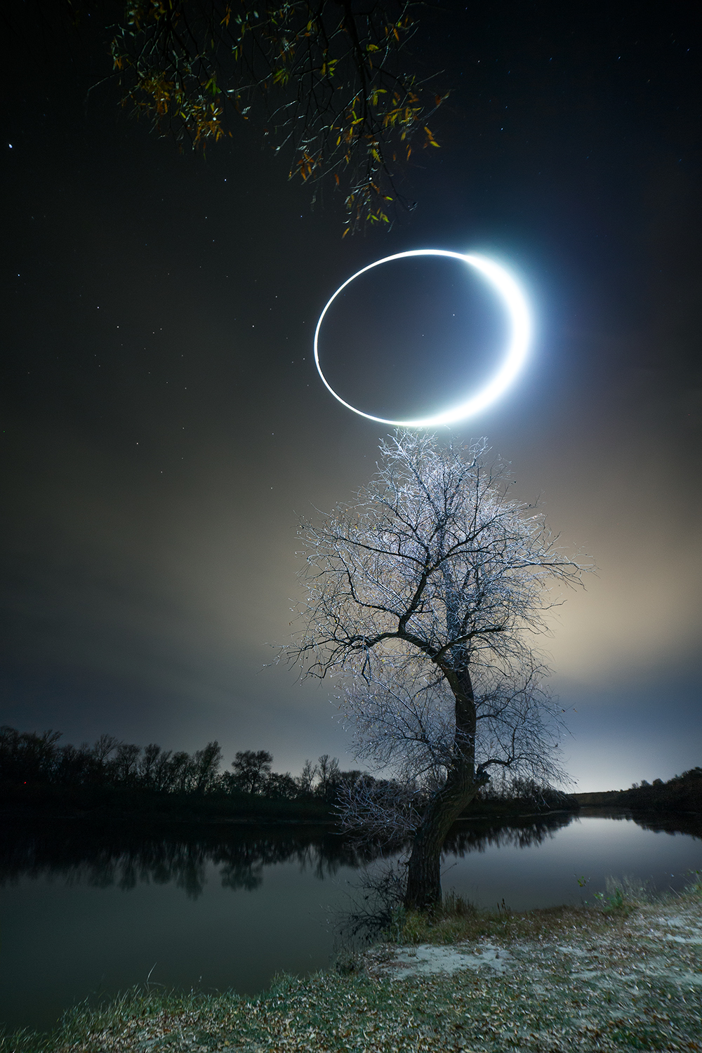 night, light, tree, russia, Медведникова Мария