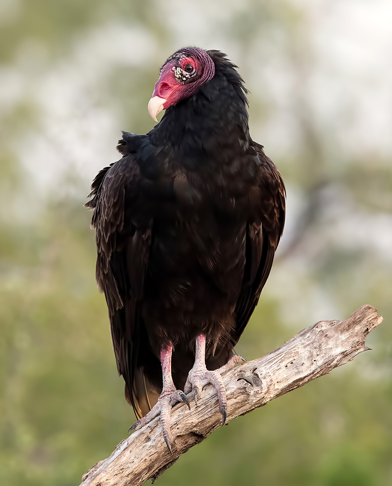 turkey vulture, гриф-индейка, гриф, хищные птицы, raptor, техас, Etkind Elizabeth