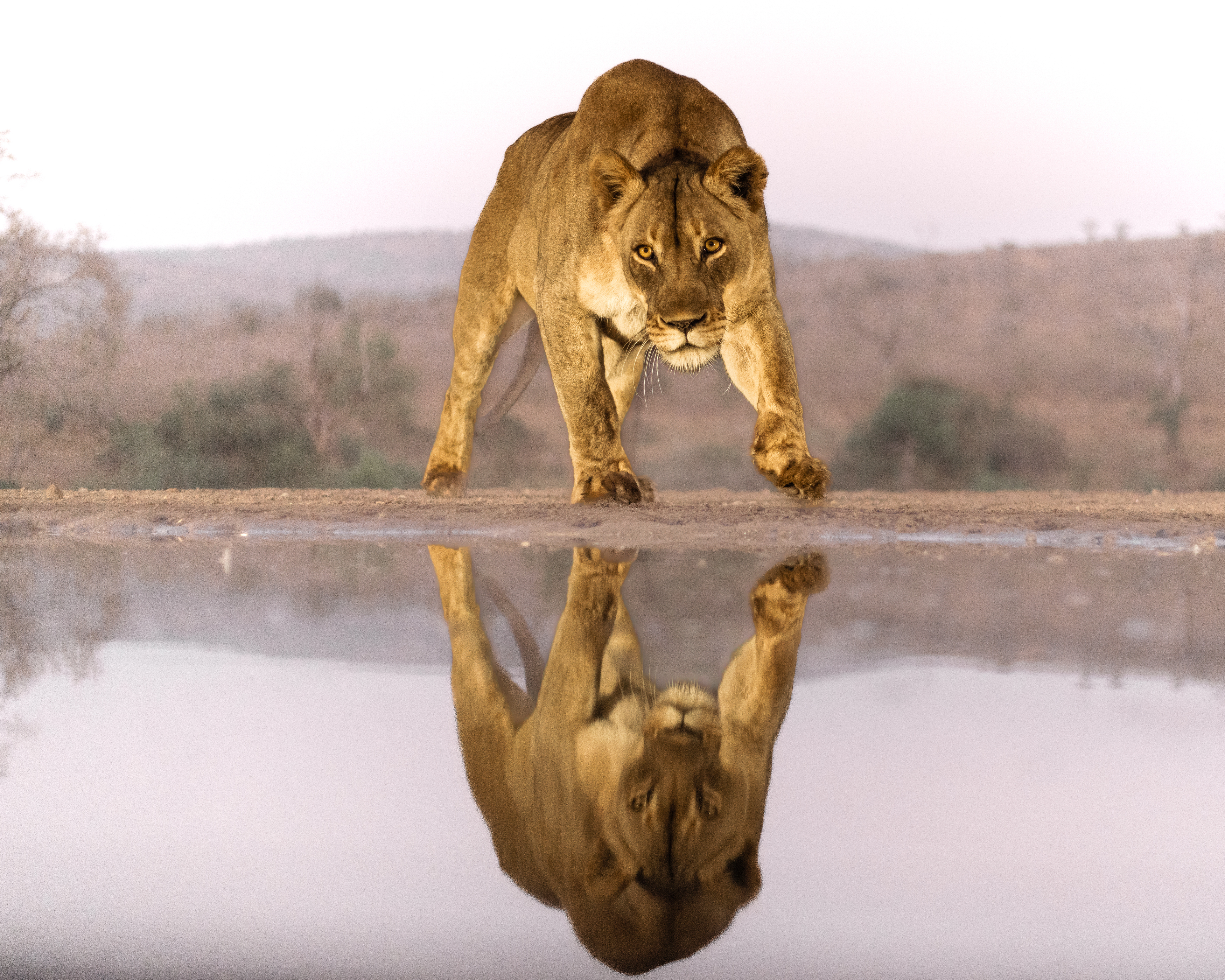 #wildlife #lioness #bigcats, Silvia Ribeiro