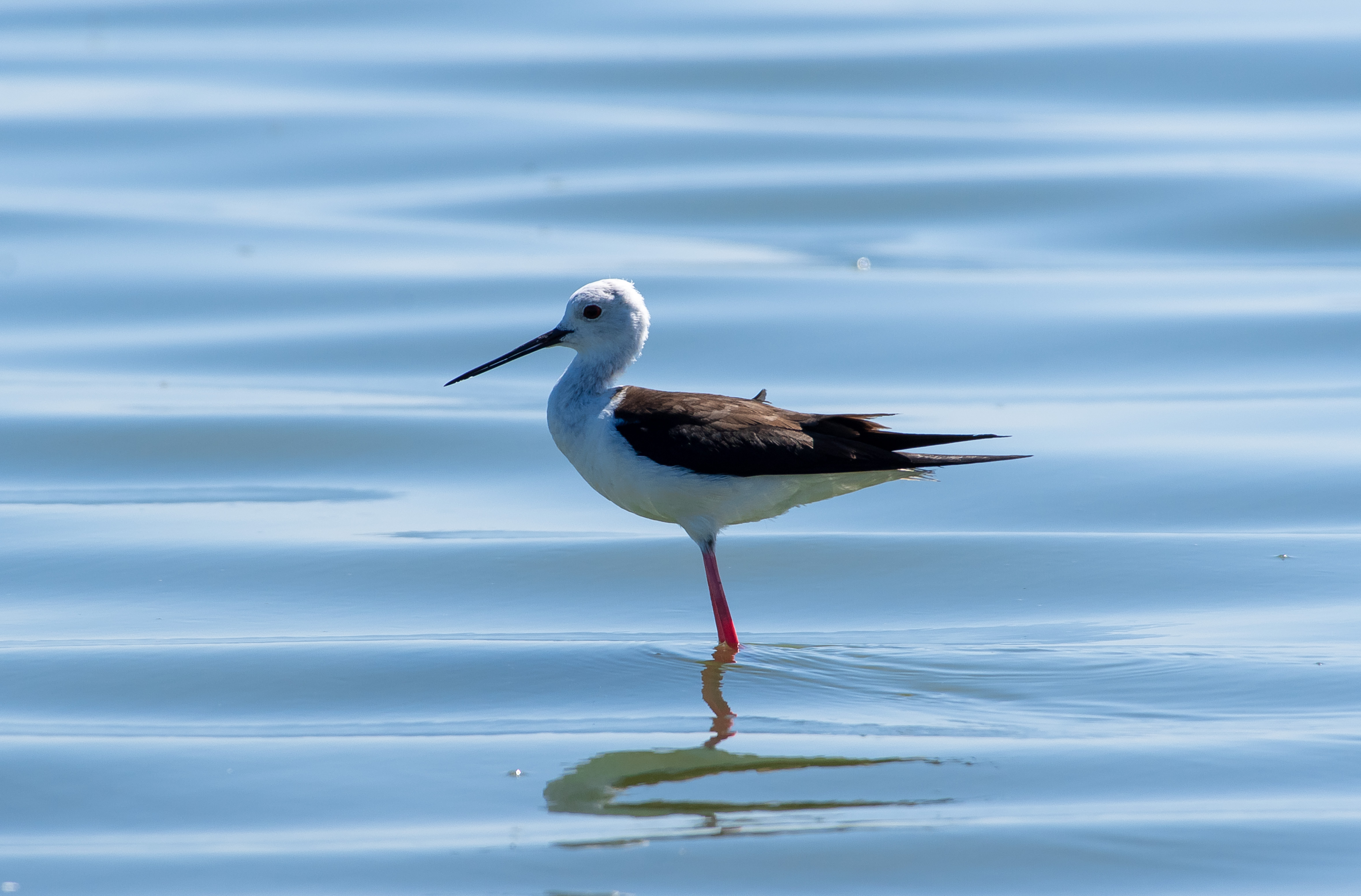 bird, birds, volgograd, russia, wildlife, , Павел Сторчилов