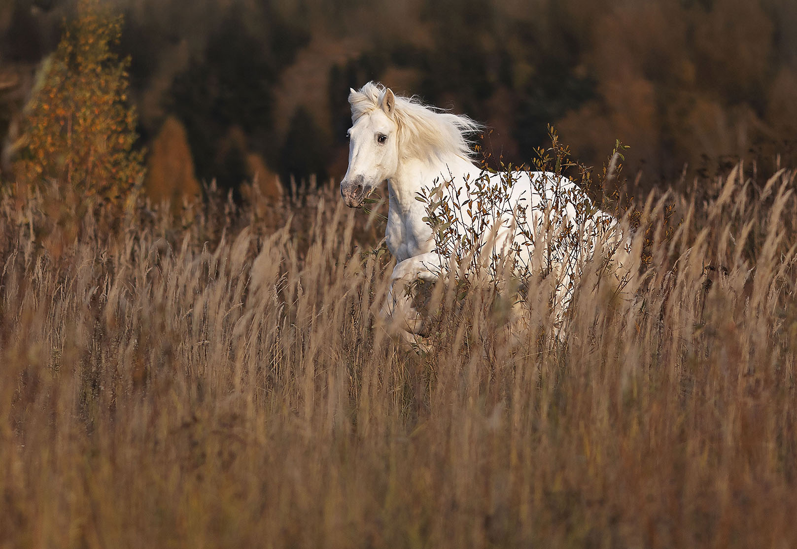 лошадь, рысак, белогривый, осень, красота, поле, horse, field, autumn, beautiful, nature, Стукалова Юлия