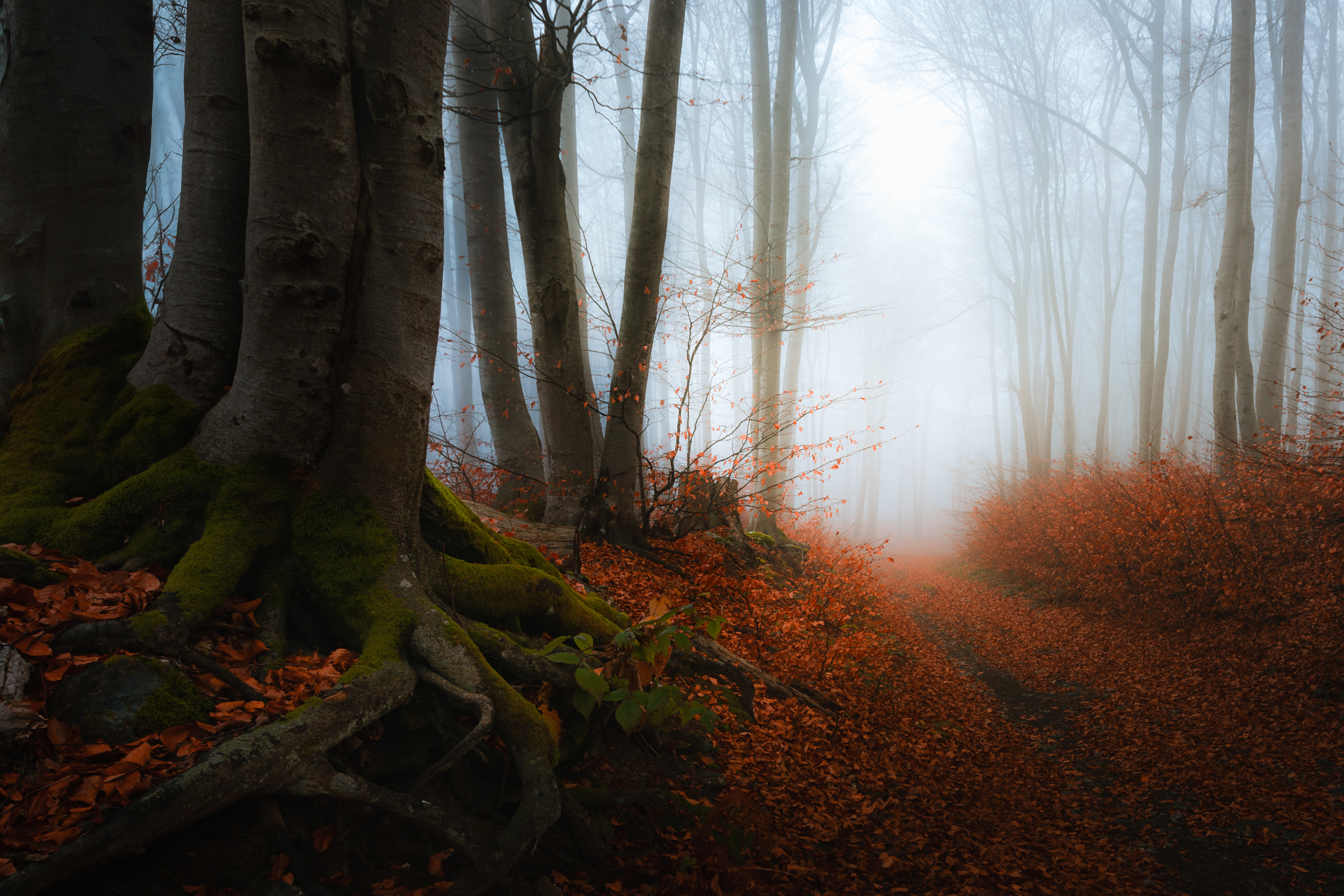 #Atmosphere #Plant #Fog #People in nature #Natural landscape #Wood #Tree #Twig #Trunk #Vegetation, Пенов Пламен