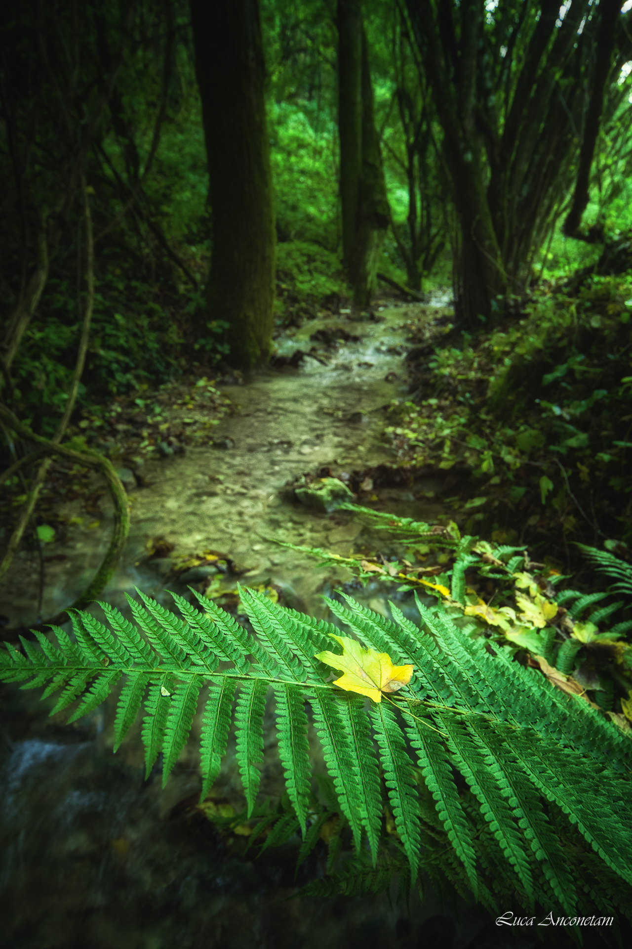 stream water trees autumn nature leaves marche region fern, Anconetani Luca