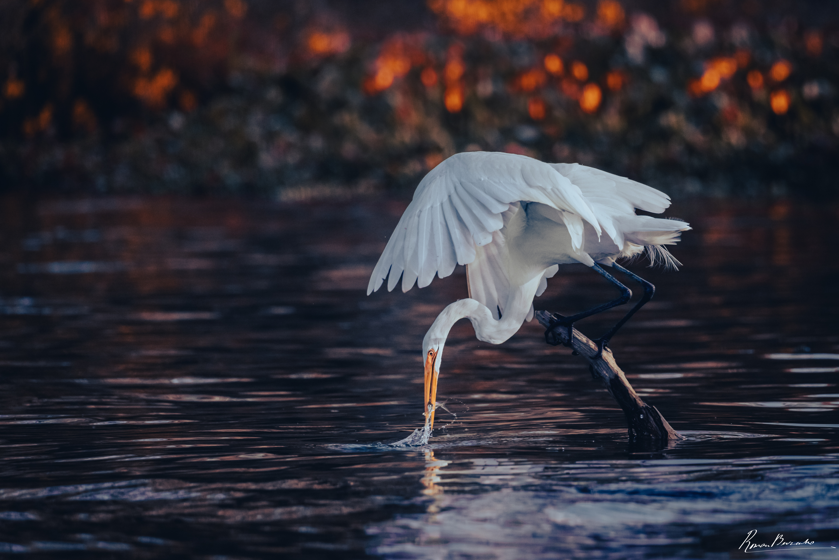 white heron, heron, louisiana, Bevzenko Roman