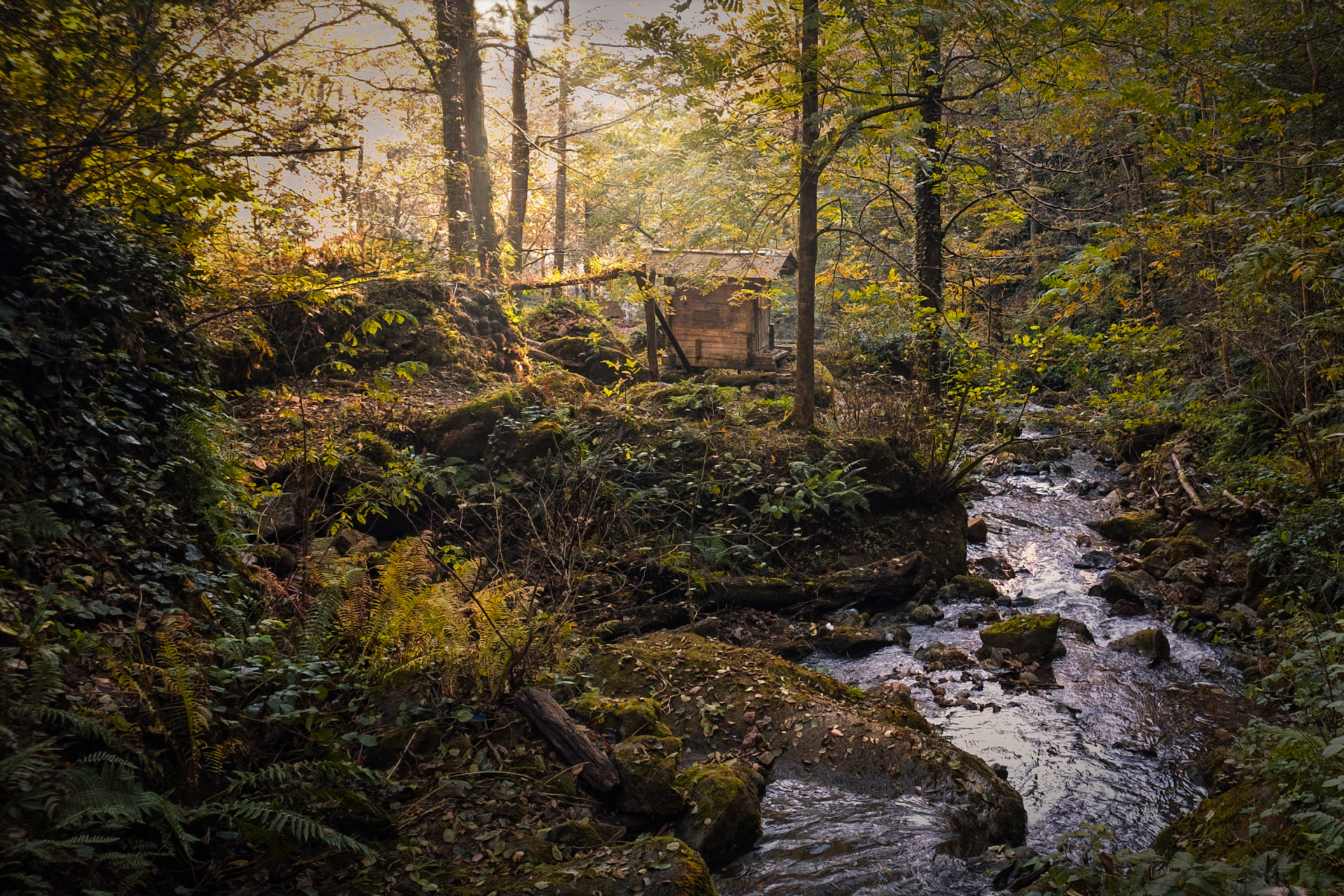 kapnistavi, jungle, autumn, fall, creek, plants, trees, stones, moss, water, stream, nature, landscape, scenery, travel, outdoors, georgia, adjara, sakartvelo, chizh, Чиж Андрей