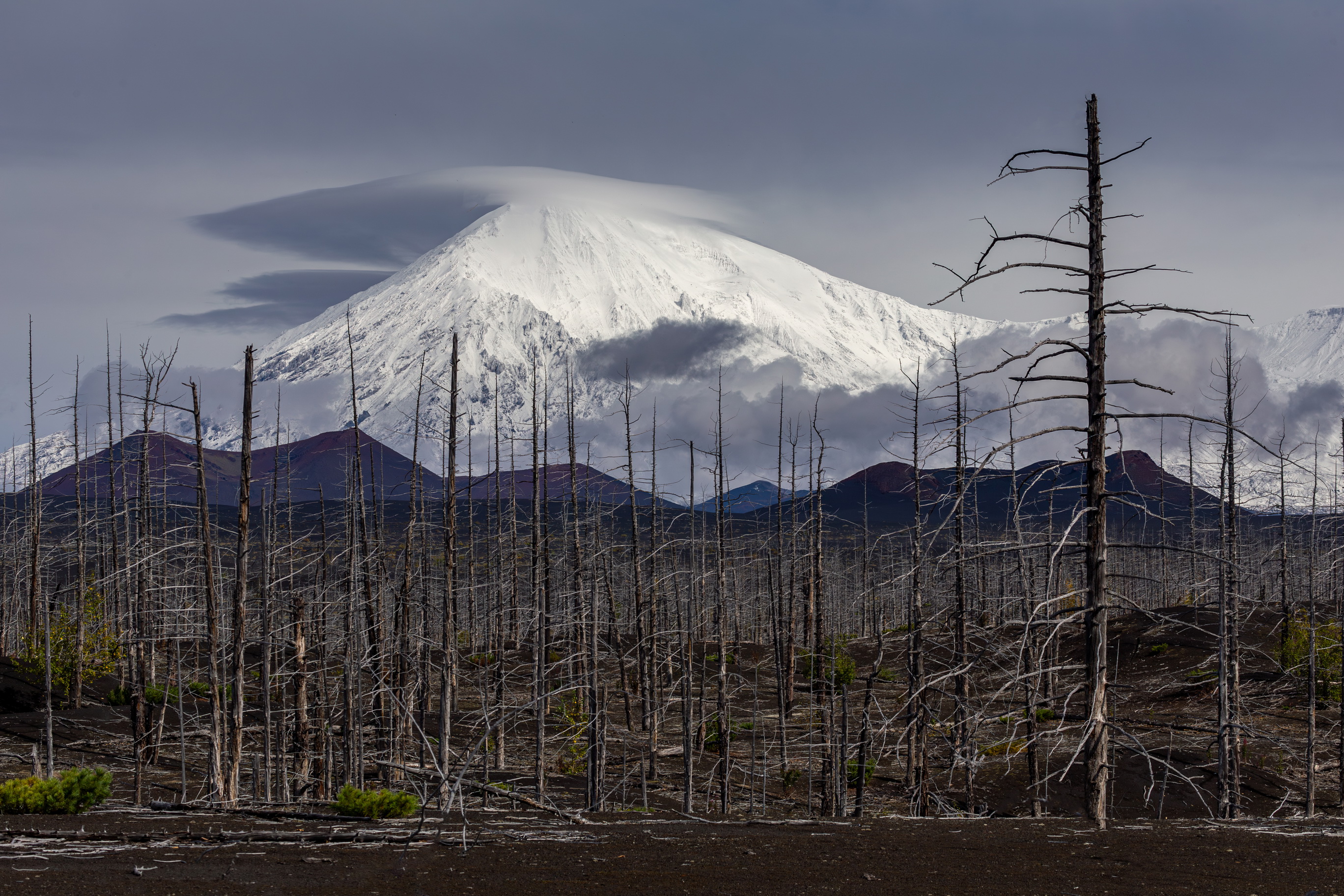 russia, kamchatka, volcano, forest, камчатка, вулкан, россия, природа, Михаил Конарев