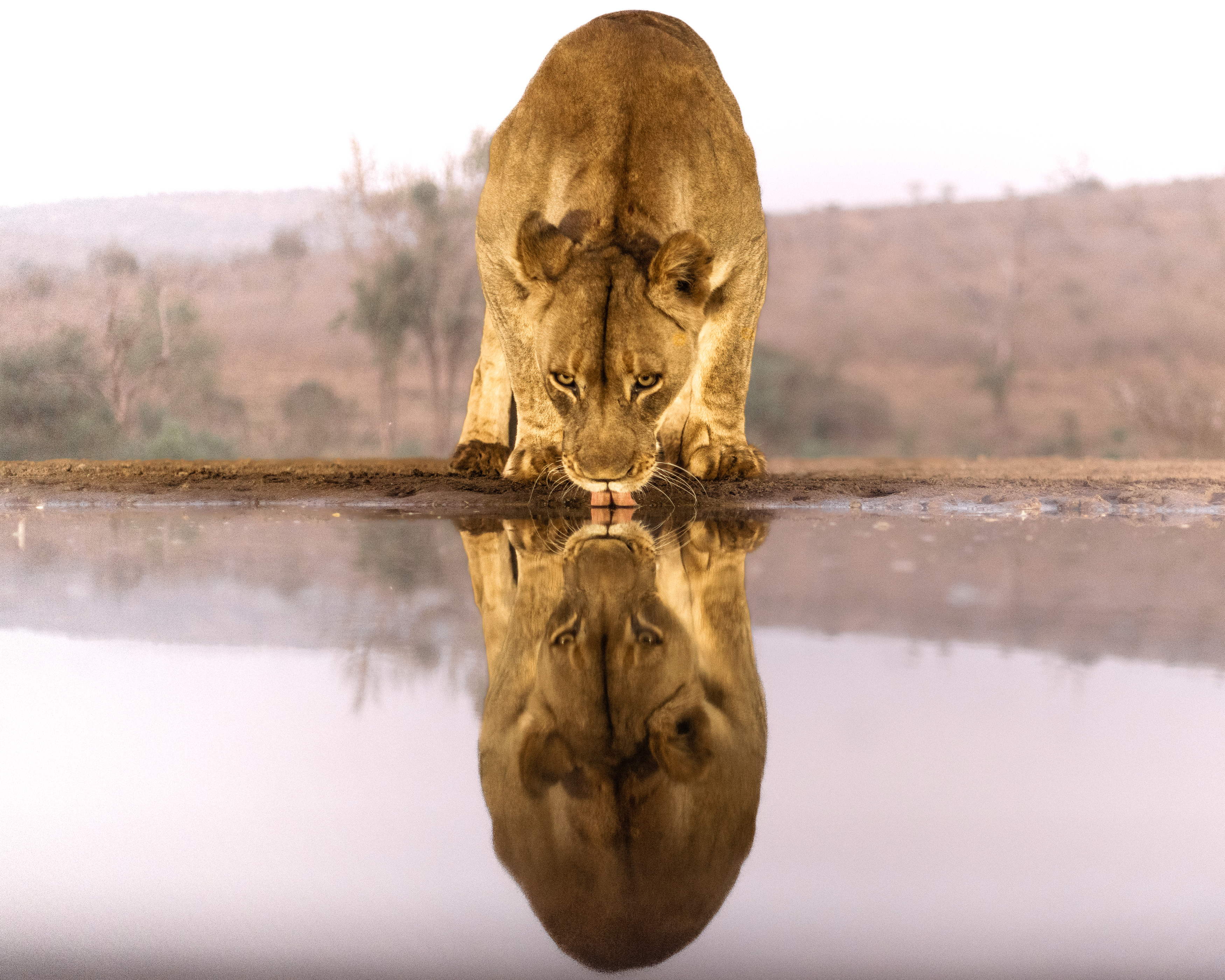 #wildlife #lioness #bigcats, Silvia Ribeiro