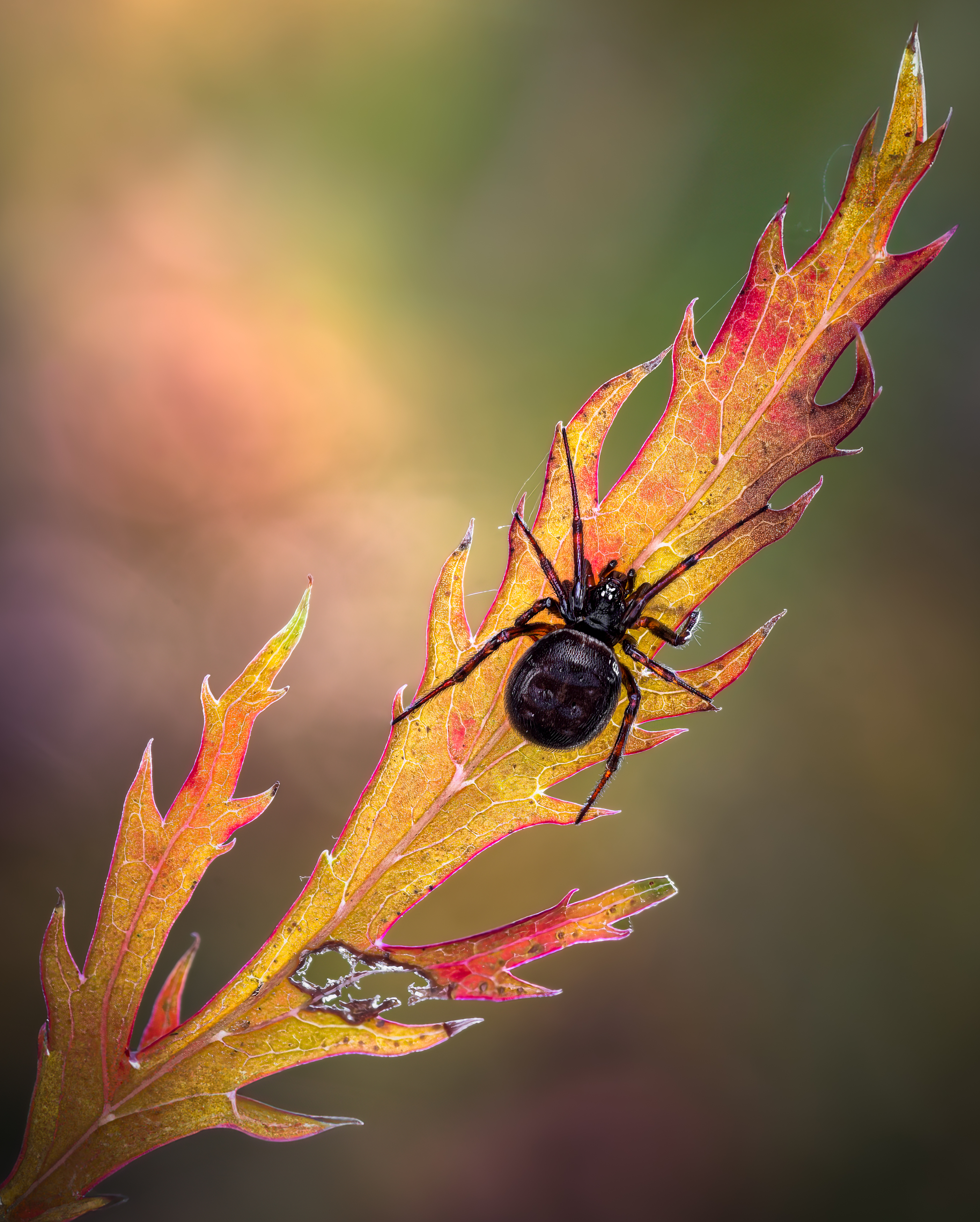 spider, animal, wild, insect, arachnid, leaf, macro,, Atul Saluja