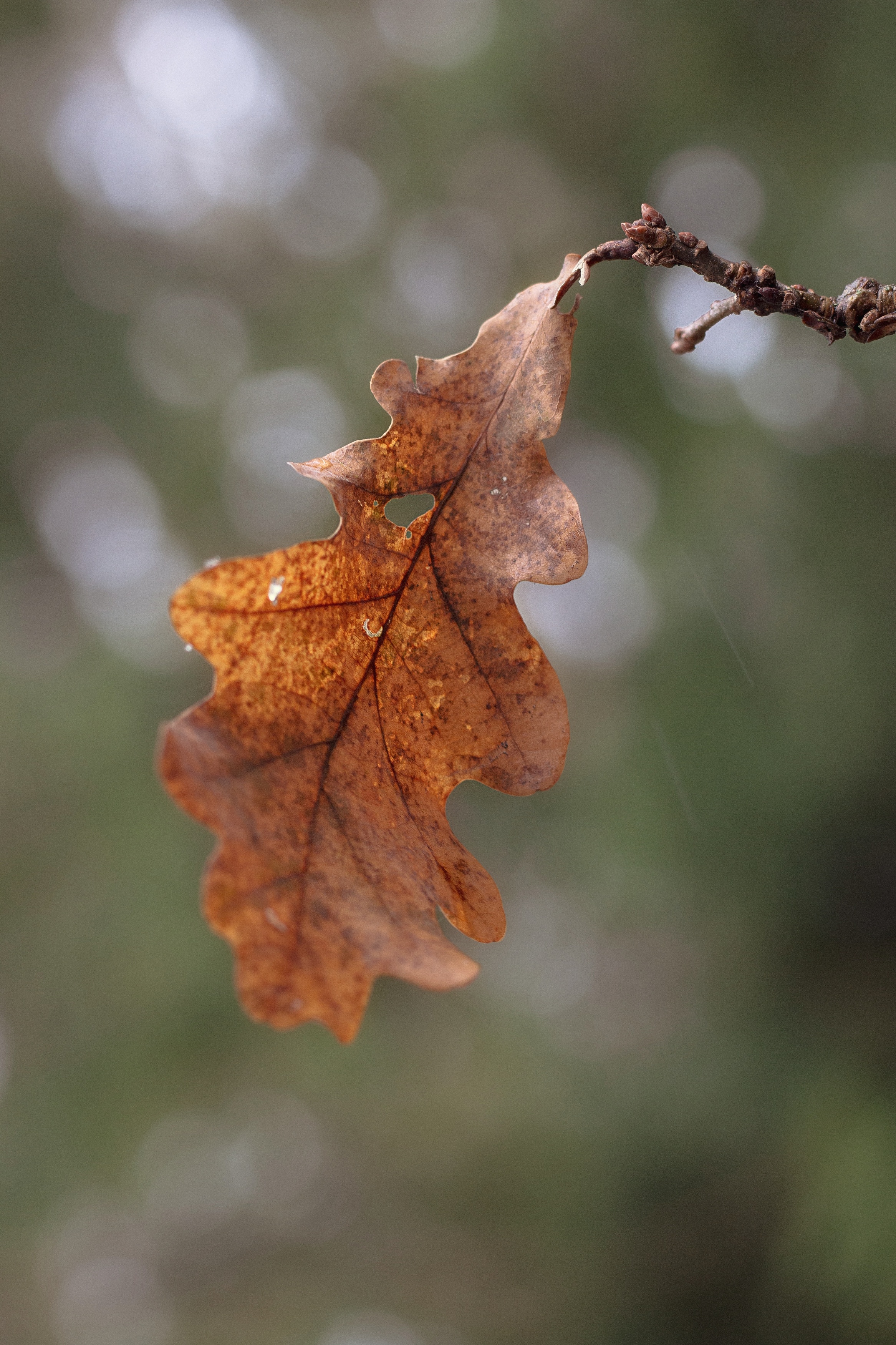 макро, осень, pentacon, manual lens, природа, nature, forest, autumn, dry leaf, Обидина Мария