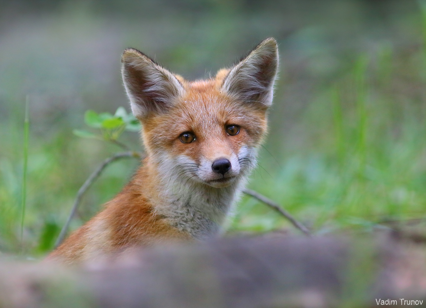 лисёнок,  fox, Вадим Трунов