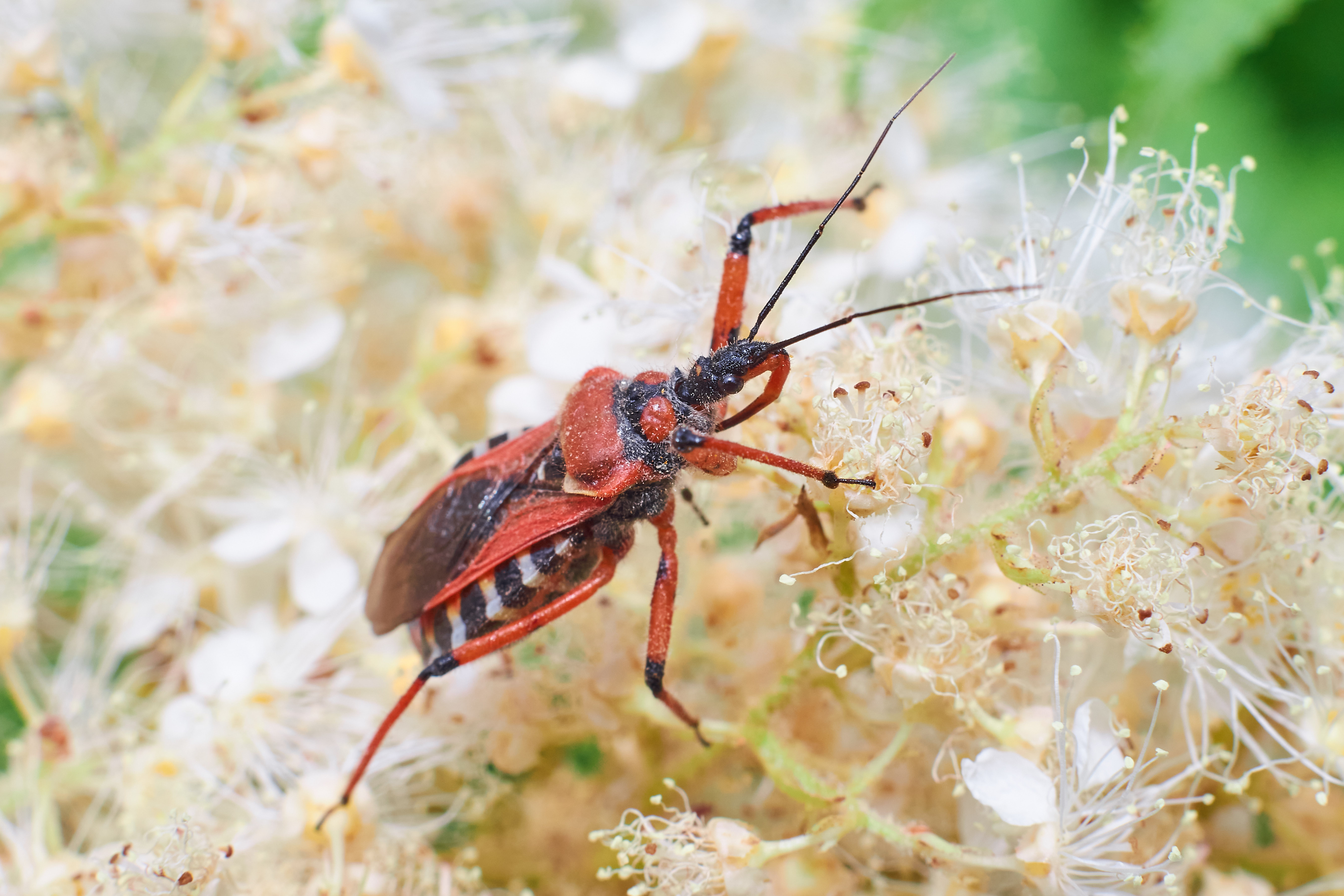 macro, volgograd, russia, wildlife, , Павел Сторчилов