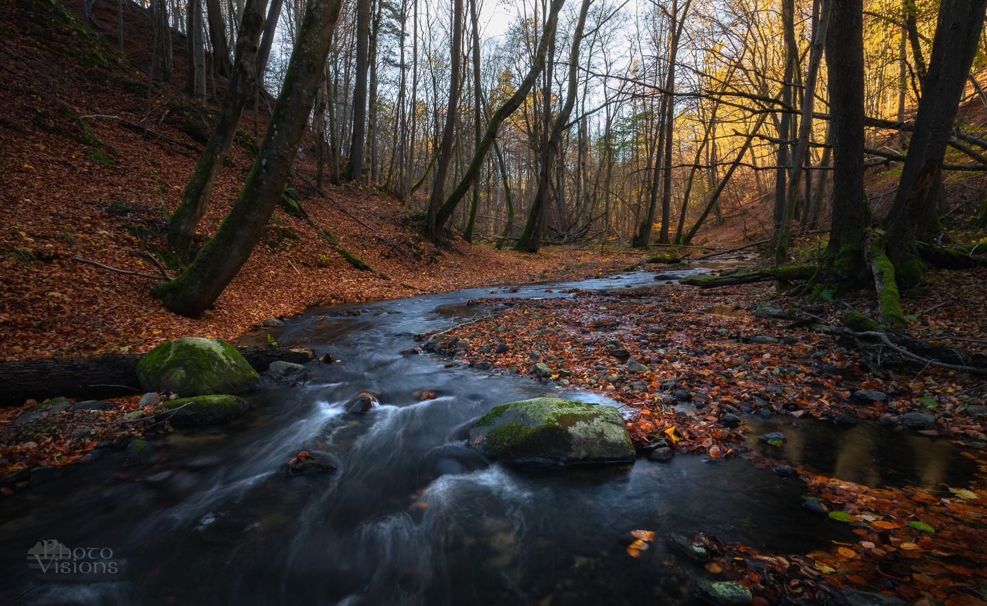 forest,river,woods,woodland,nature,water,trees,landscape,, Photo Visions