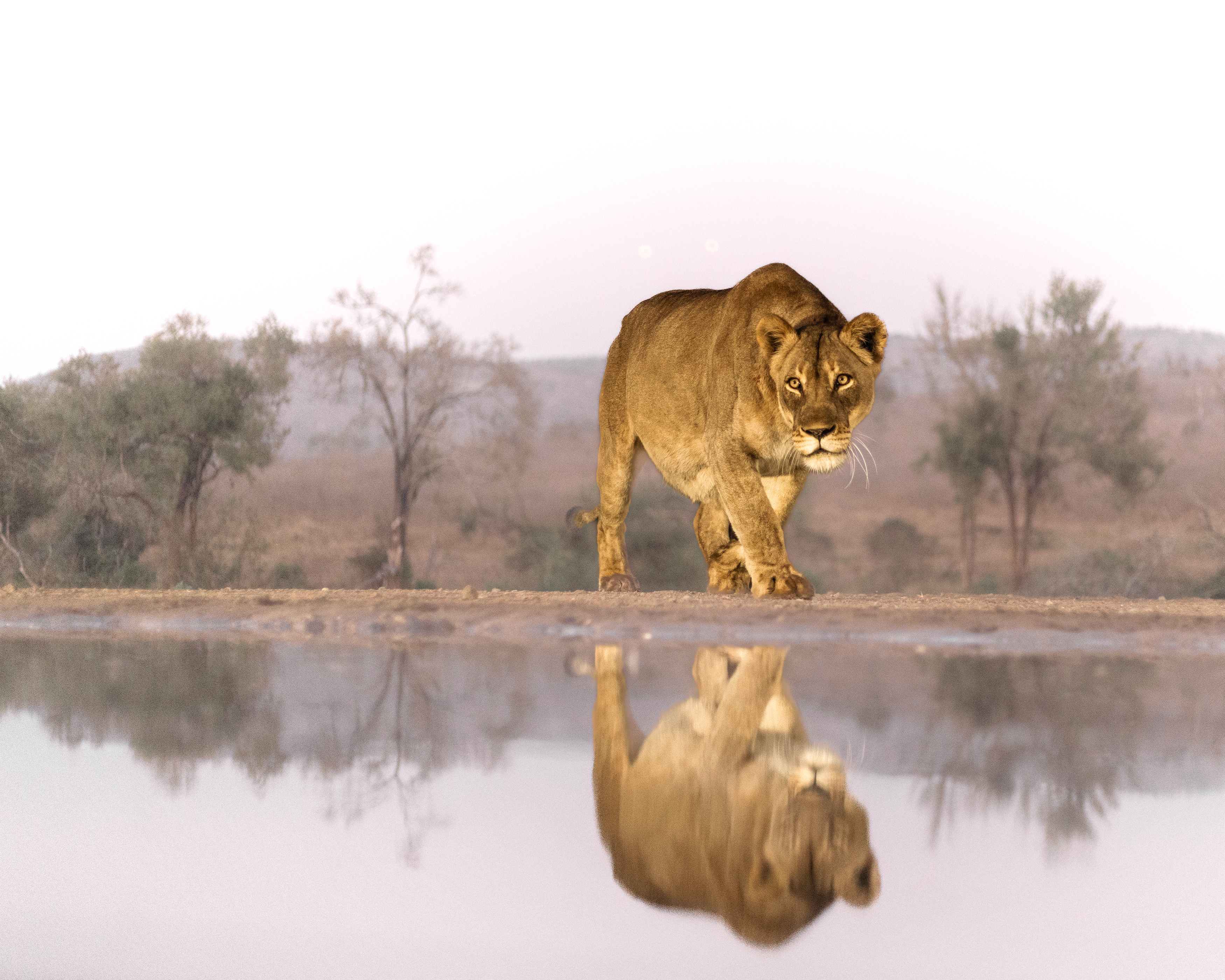 #wildlife #lioness #bigcats, Silvia Ribeiro