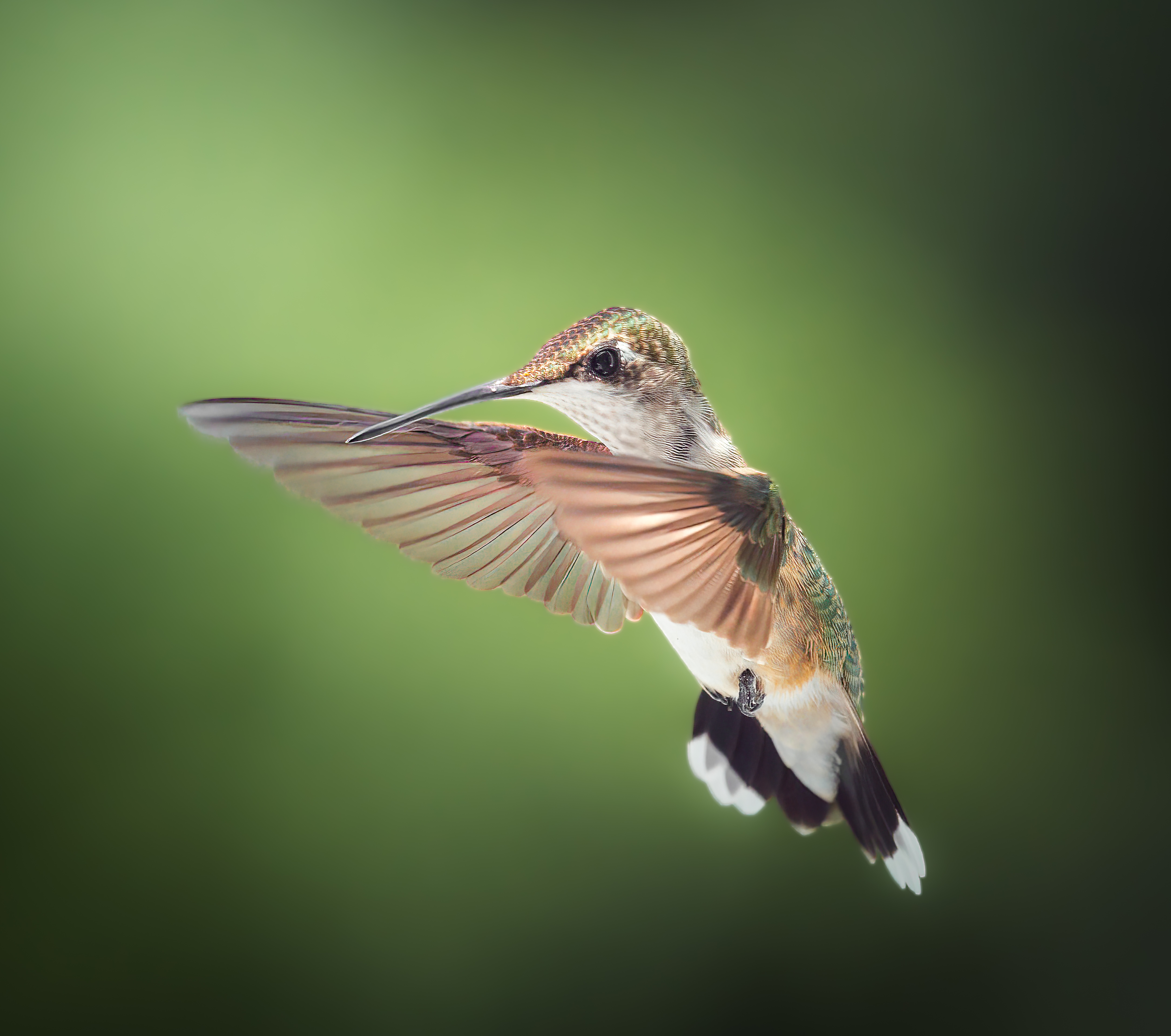 bird, humming, hummingbird, hummingbirds, hummer, rufous, nature, animals, wild, action, dynamic, Atul Saluja