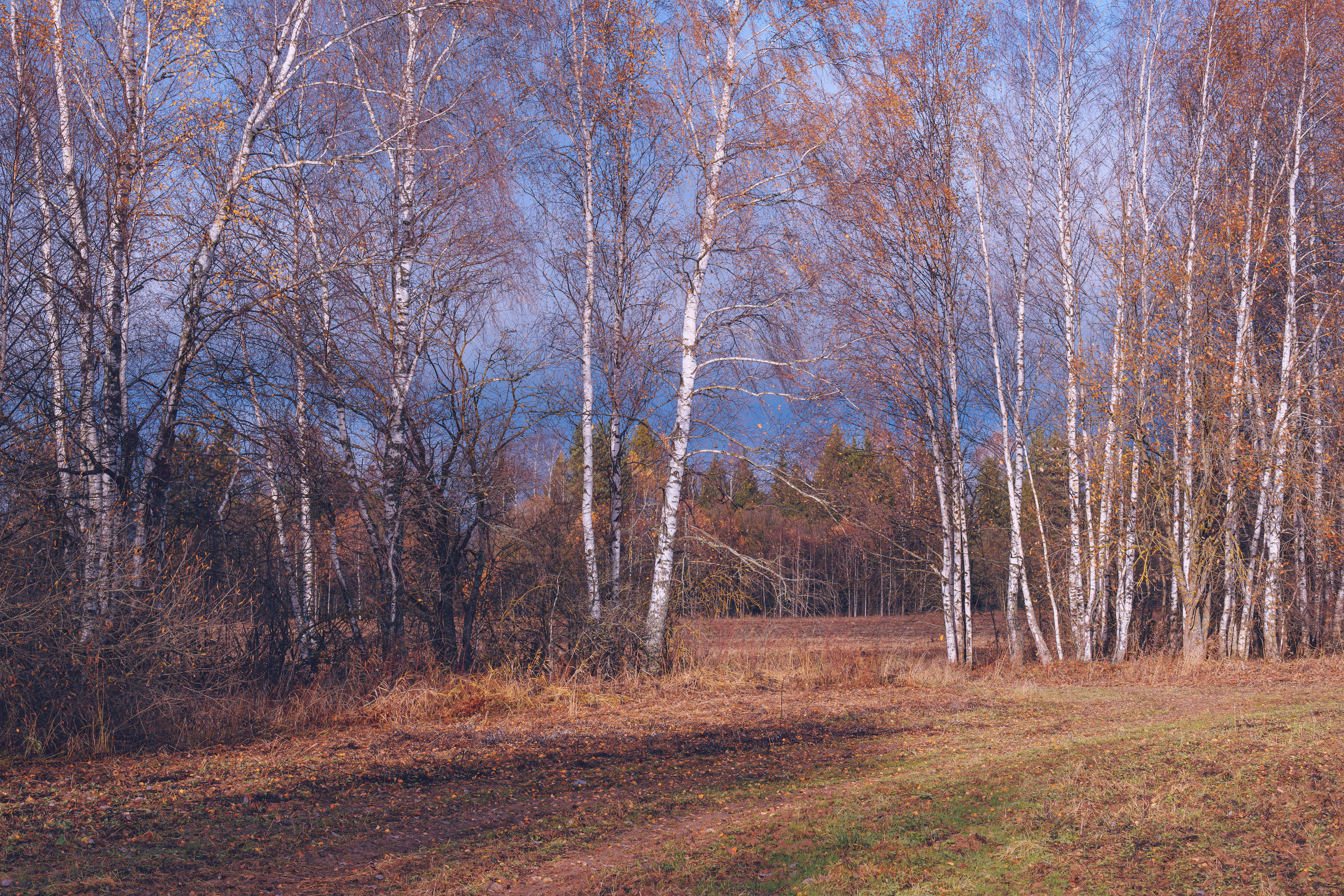 forest, tree, light, foliage, sunlight, morning, meadow, field, autumn, yellow, Андрей Козлов