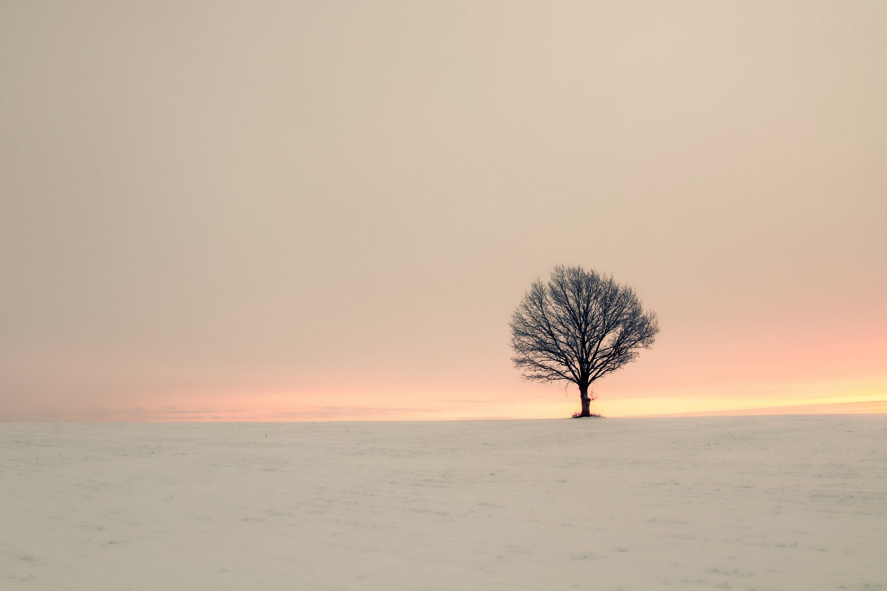 Minimal, One, Sunrise, Tree, Winter, Zenonas Mockus