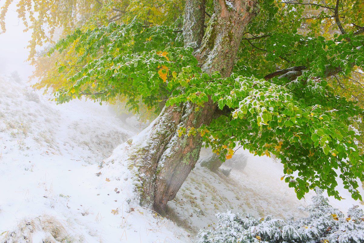 сніг, Виталий Ра