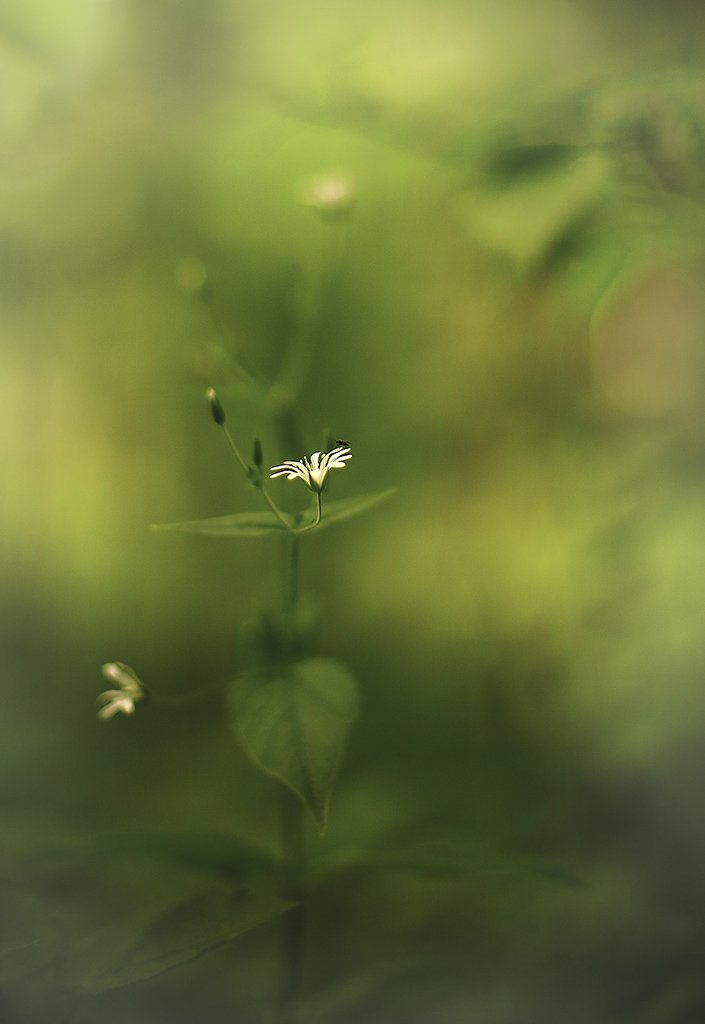 лес; лето; цветок; белый; фото; зеленый; летать; лист; трава.;, Виктор