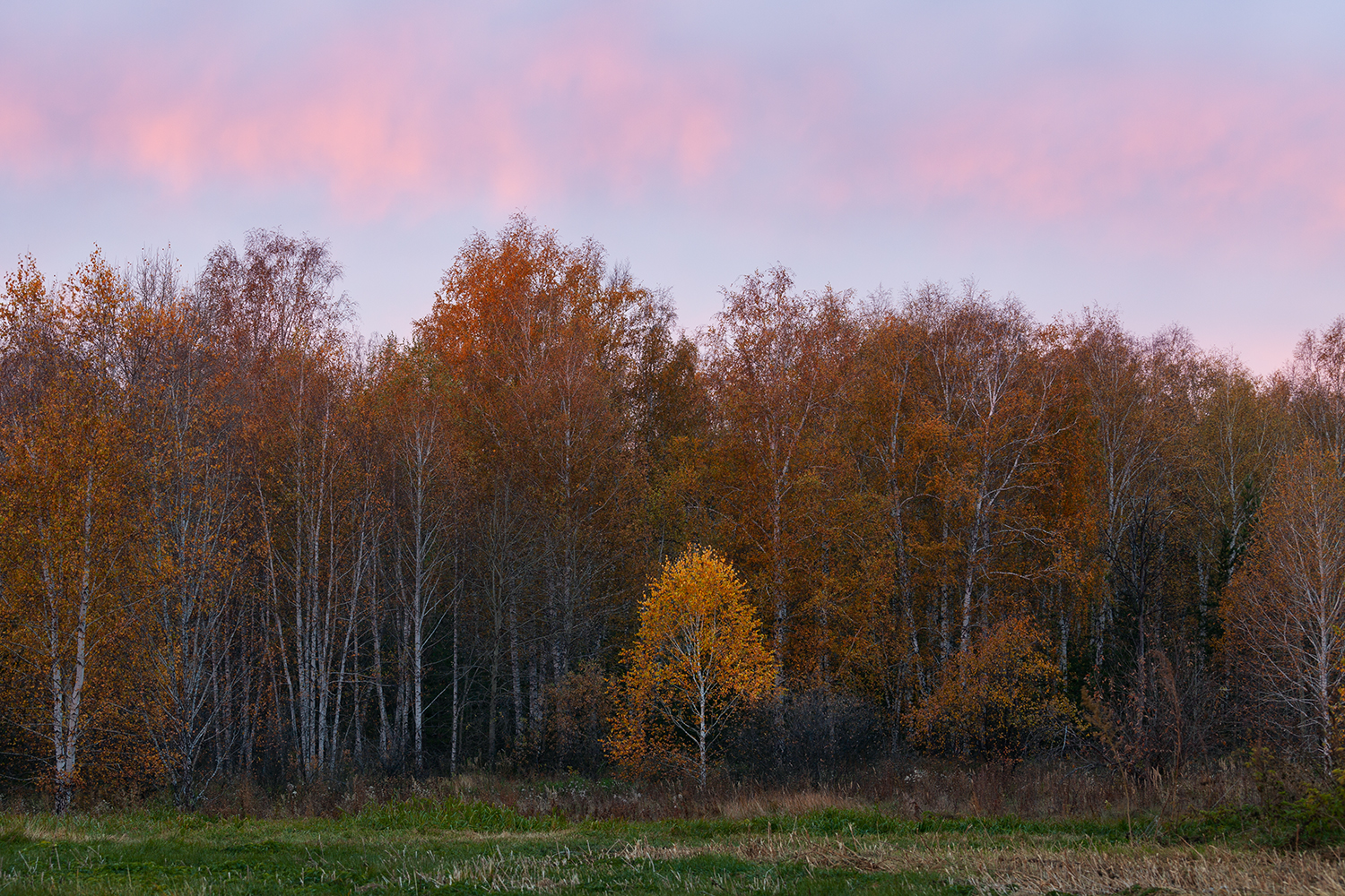 tree, forest, russia, sunrise, Медведникова Мария