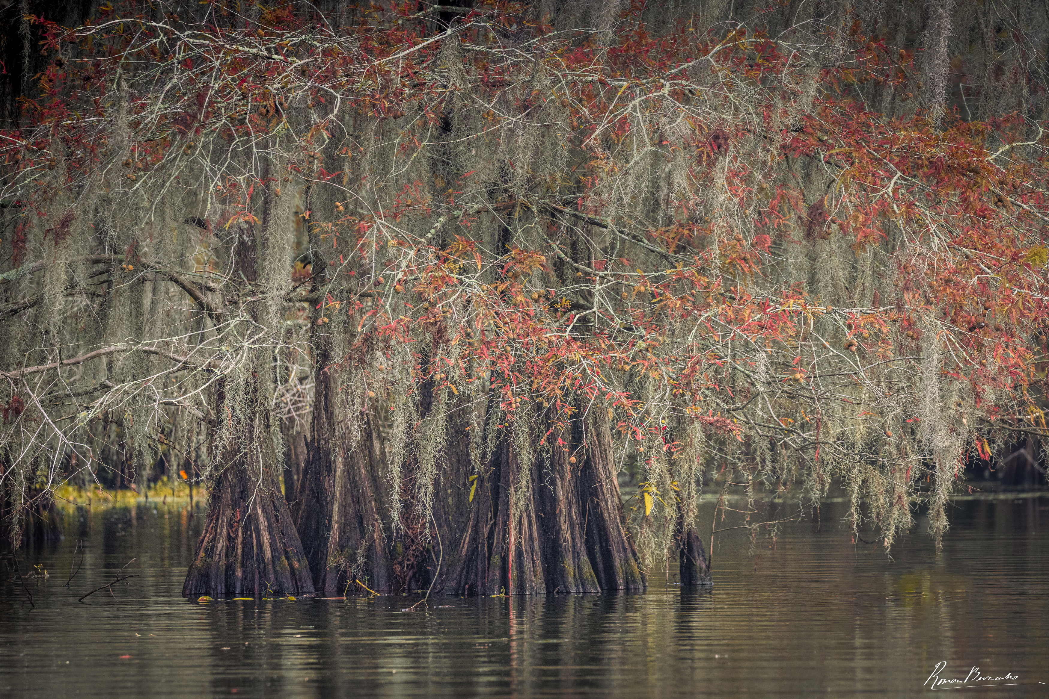 cupress, cypress swamp, usa, louisiana, Bevzenko Roman