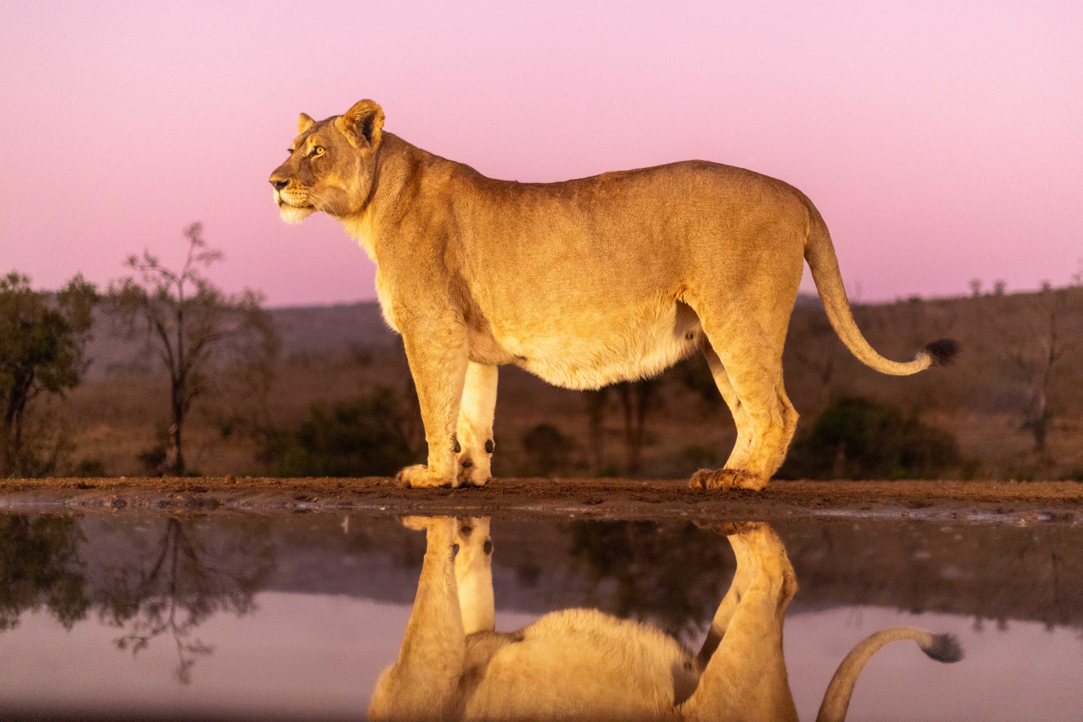 #wildlife #lioness #bigcats, Silvia Ribeiro