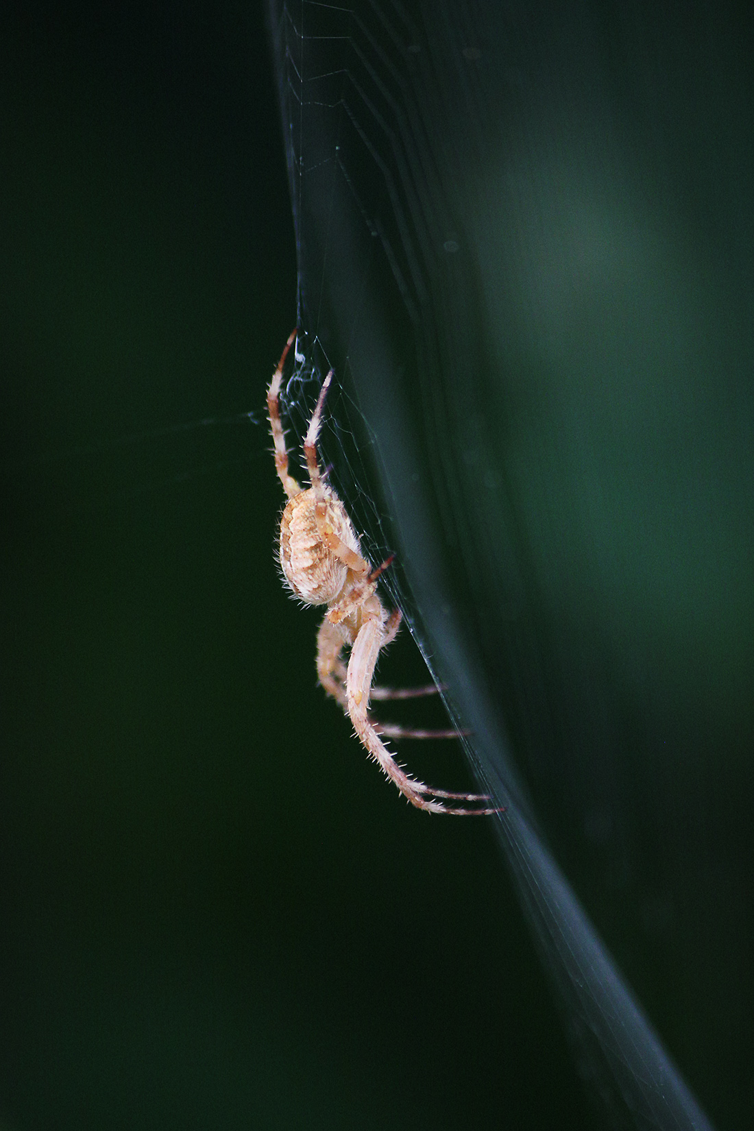 паук, обыкновенный крестовик, araneus diadematus, КарОл