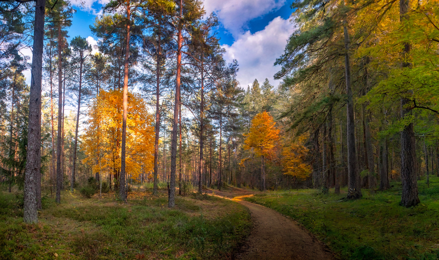 осень, вечер, лес, дорога, небо,, Сергей Шабуневич