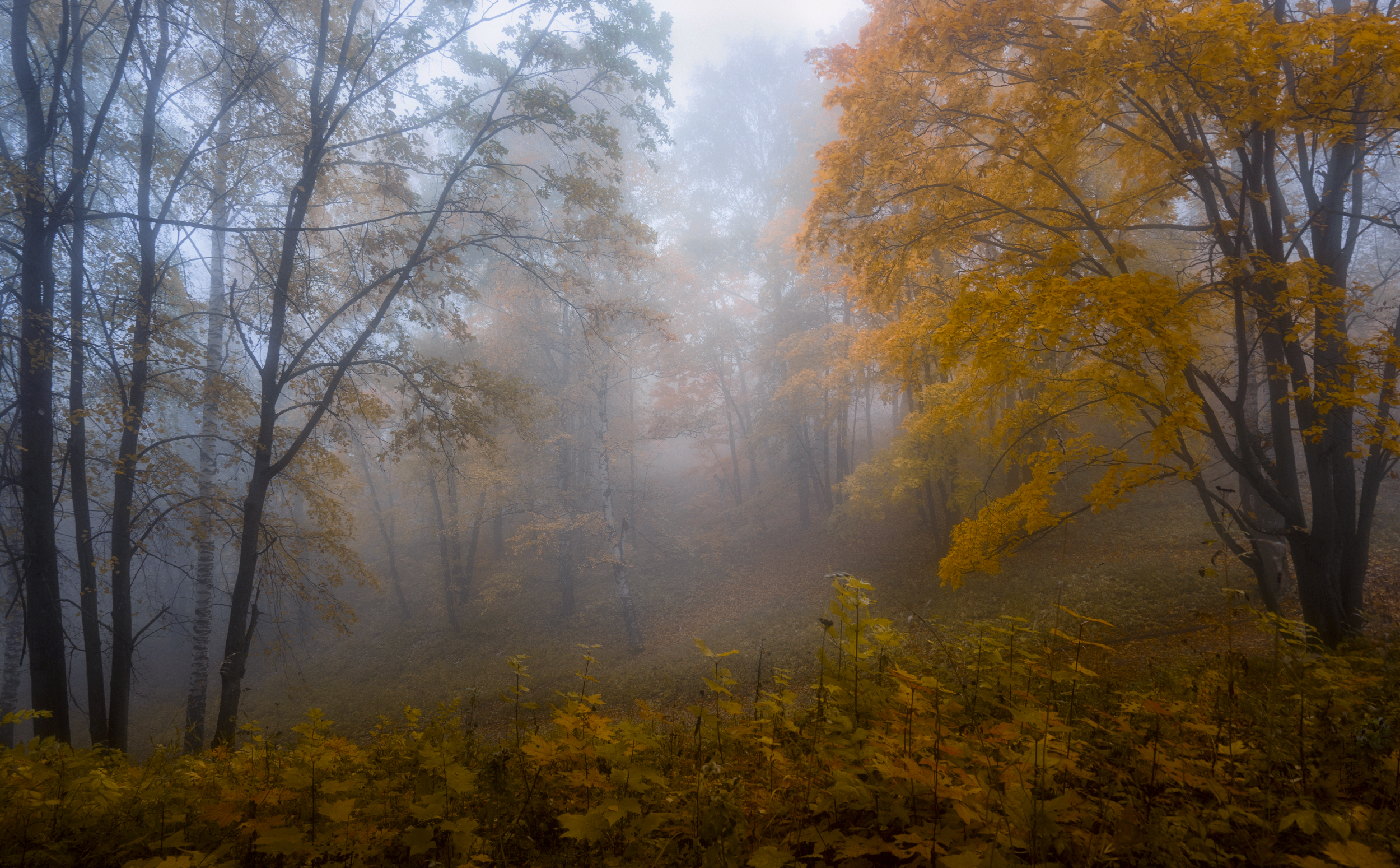 осень  деревья туман, Колесов Андрей